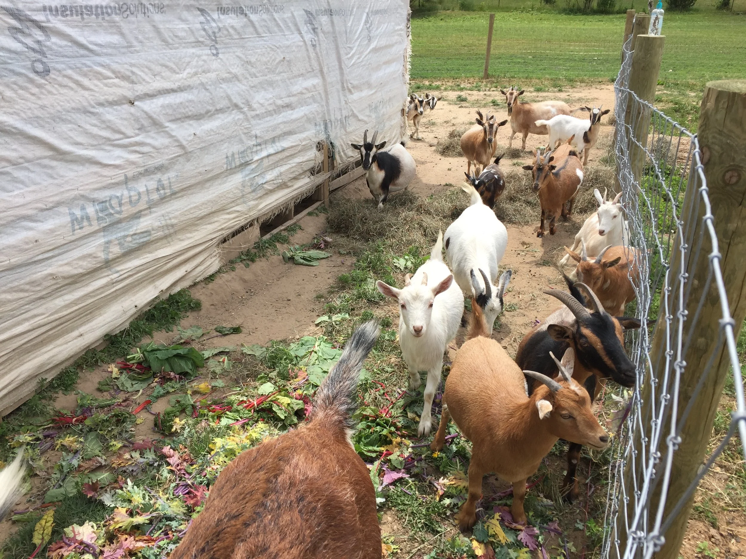 Soil Friends also has 24 goats