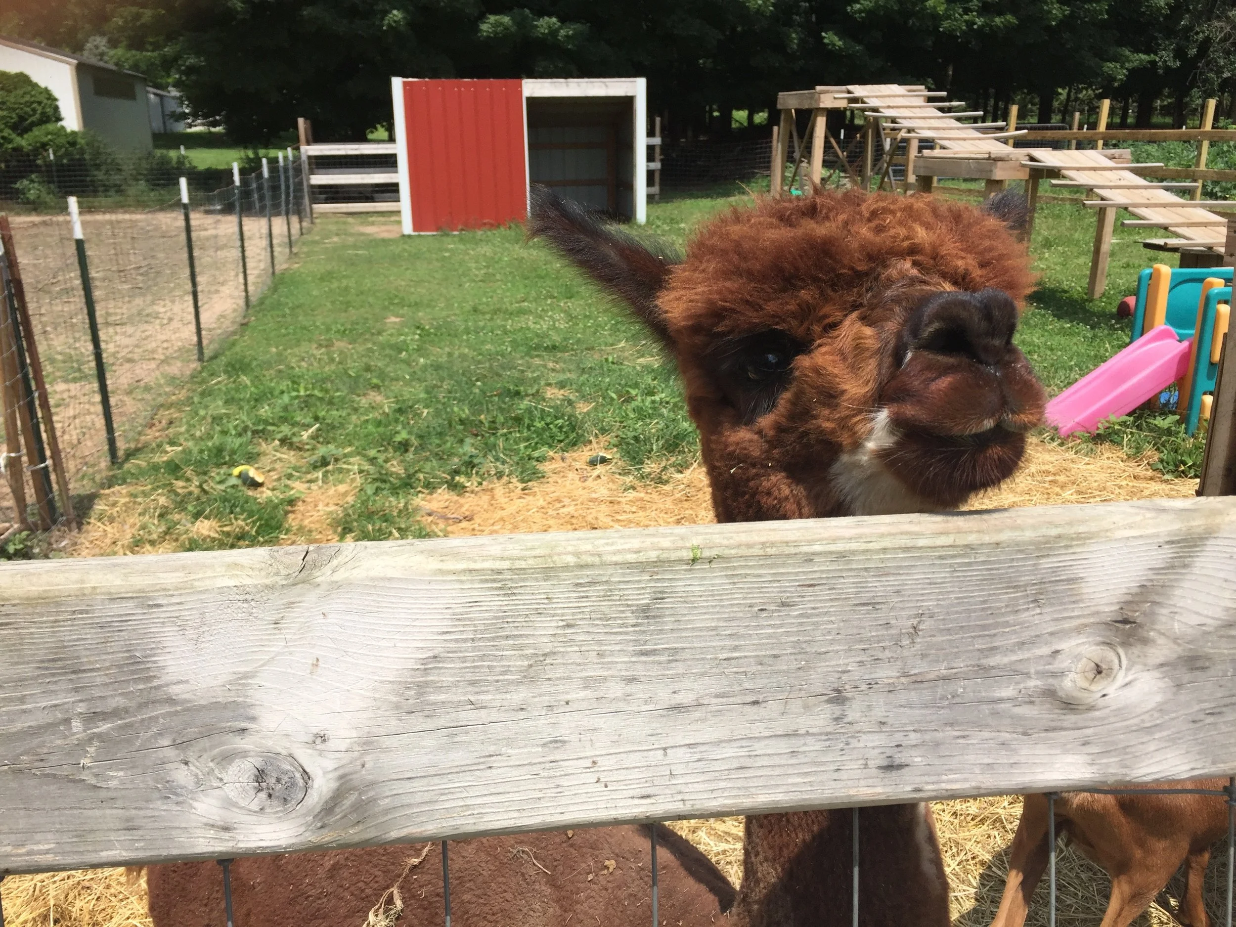 Meet Samuel the Alpaca, his wooly coat is sheered and the wool is used to create value added products. 
