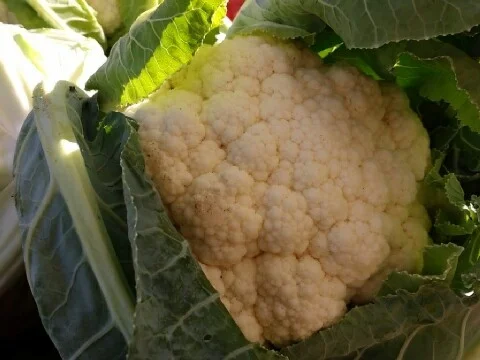 Cauliflower Chick Pea Salad