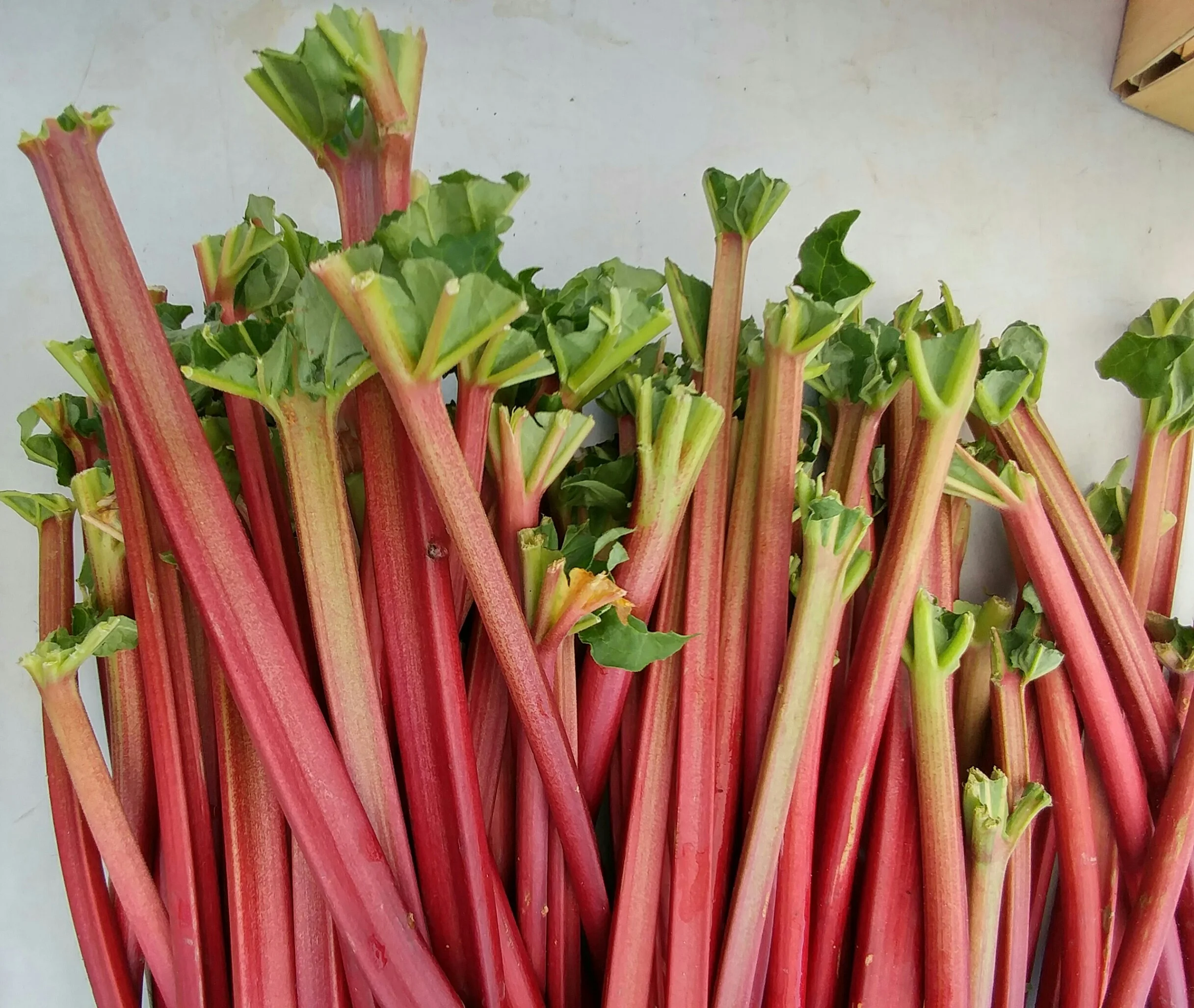 Rhubarb Compote
