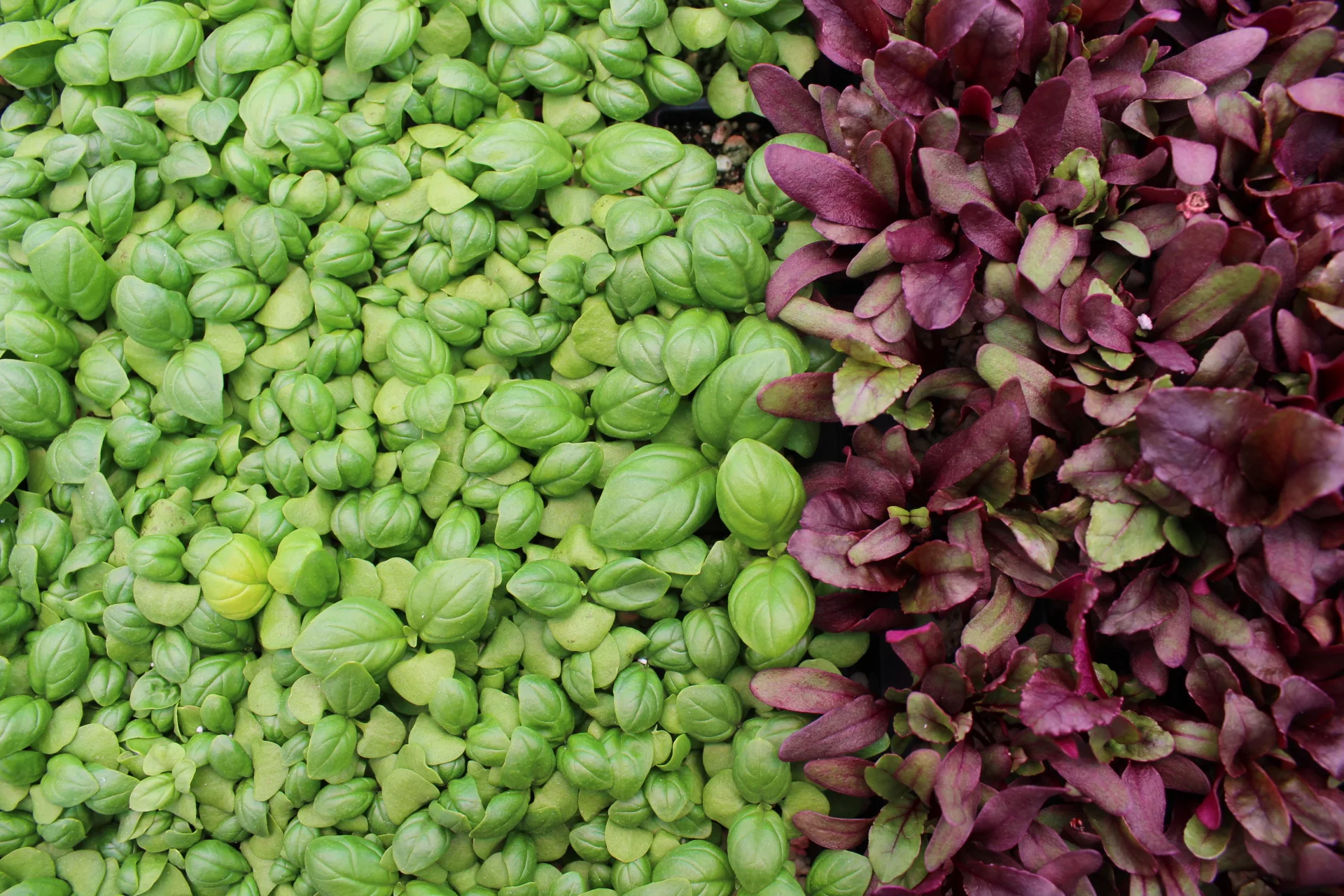 Spring Salad with Apple Cider Vinaigrette
