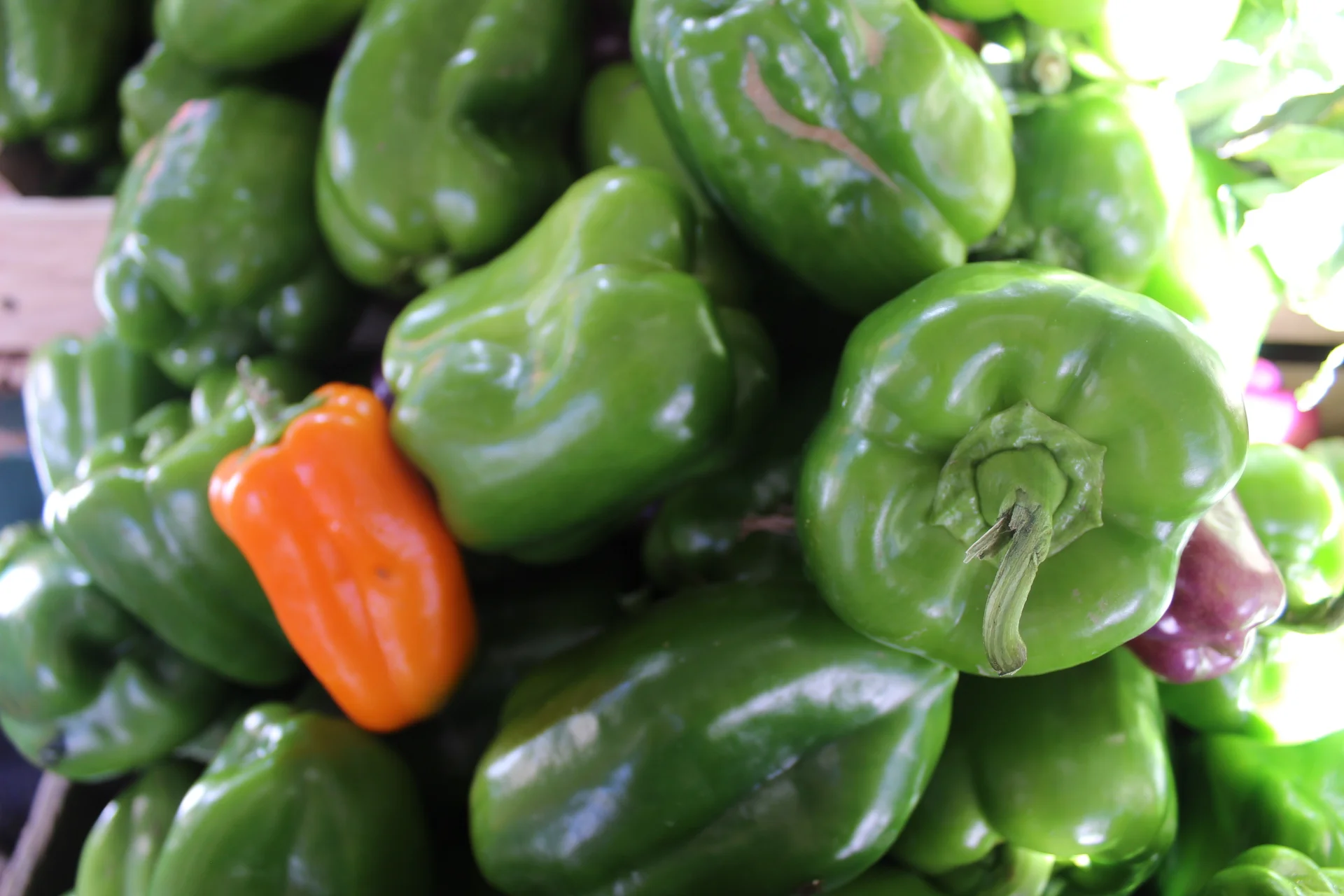 Vegetable Quesadilla