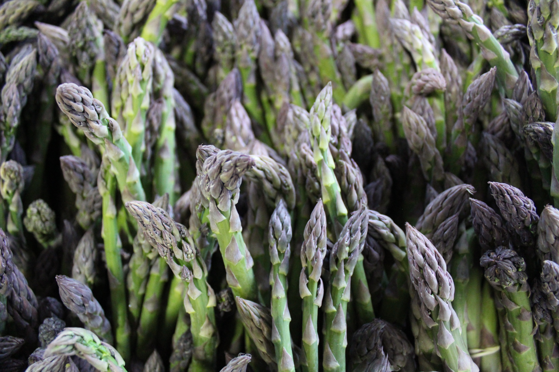 Warm Asparagus Salad