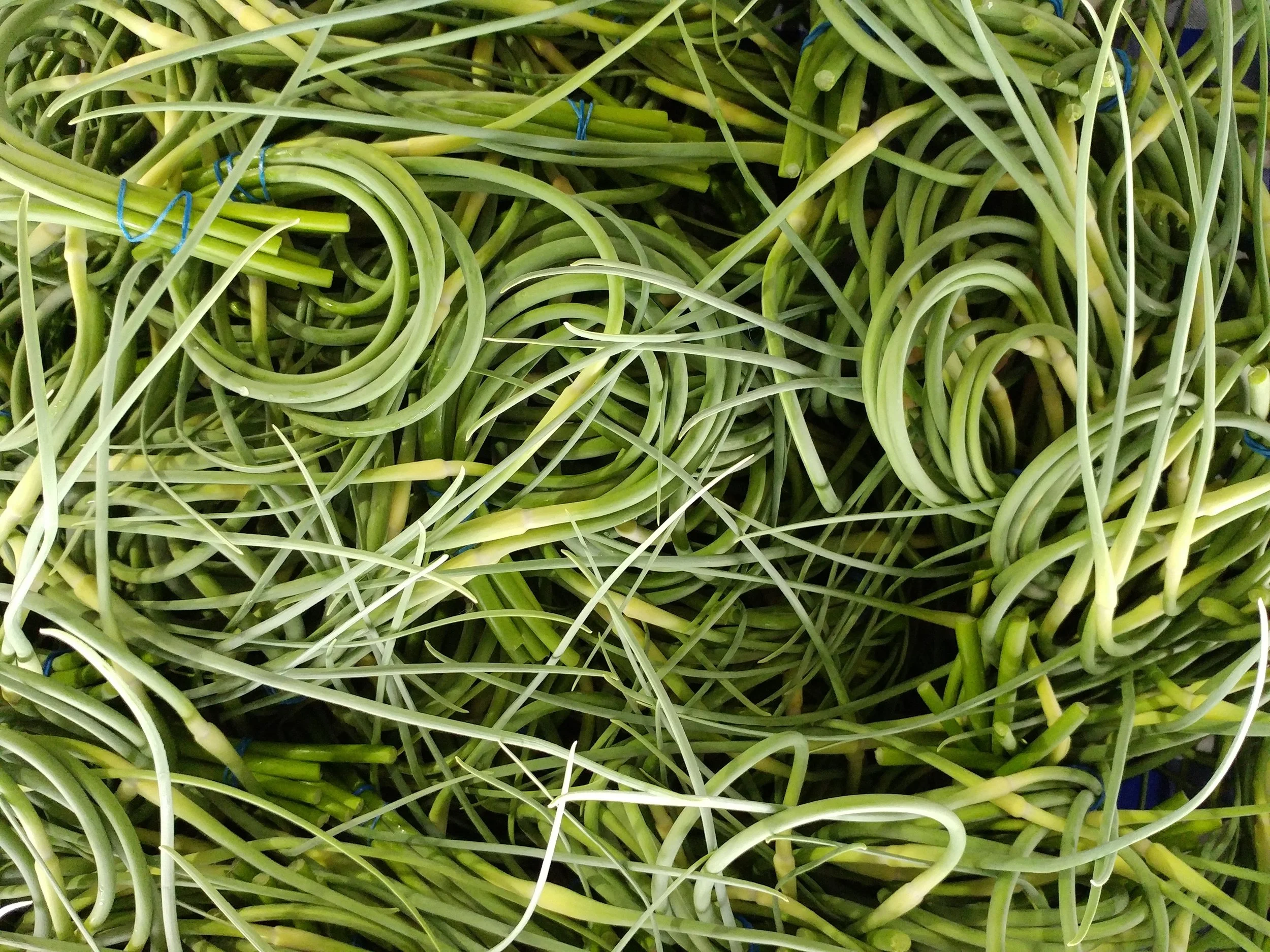 Garlic Scape Pesto