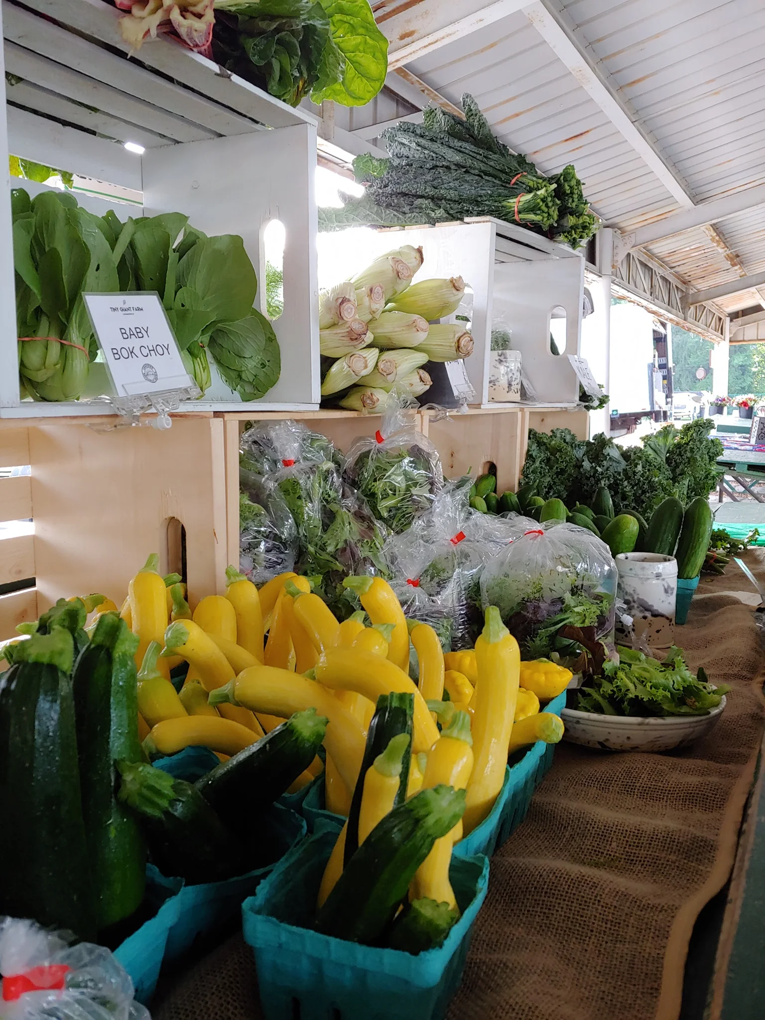 Summer Squash Fritters