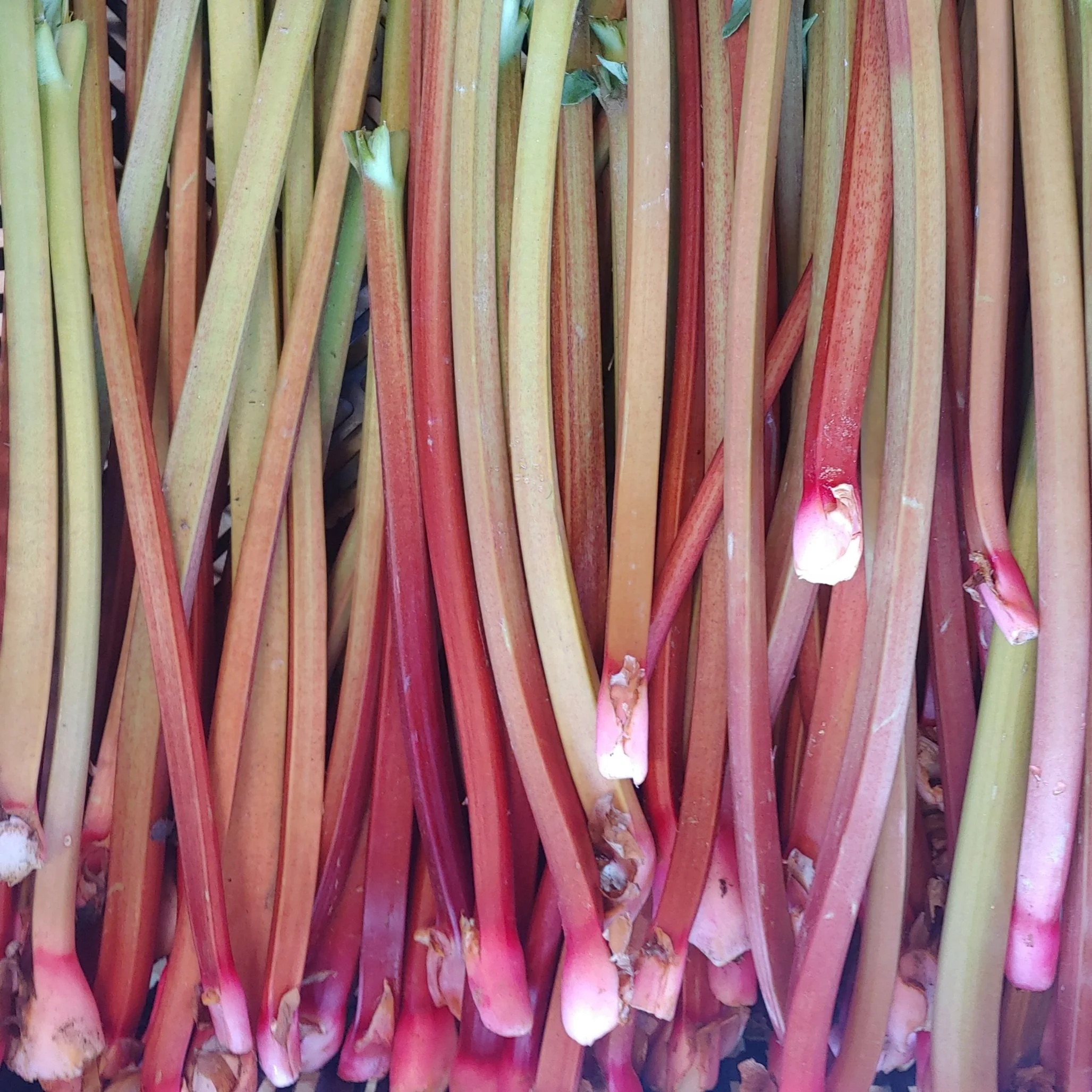 Rhubarb Vinegar &amp; Vinaigrette