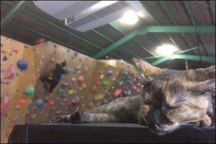 boulder-cat.jpg