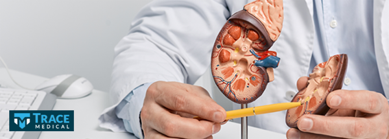 Nephrologist explaining kidney functions