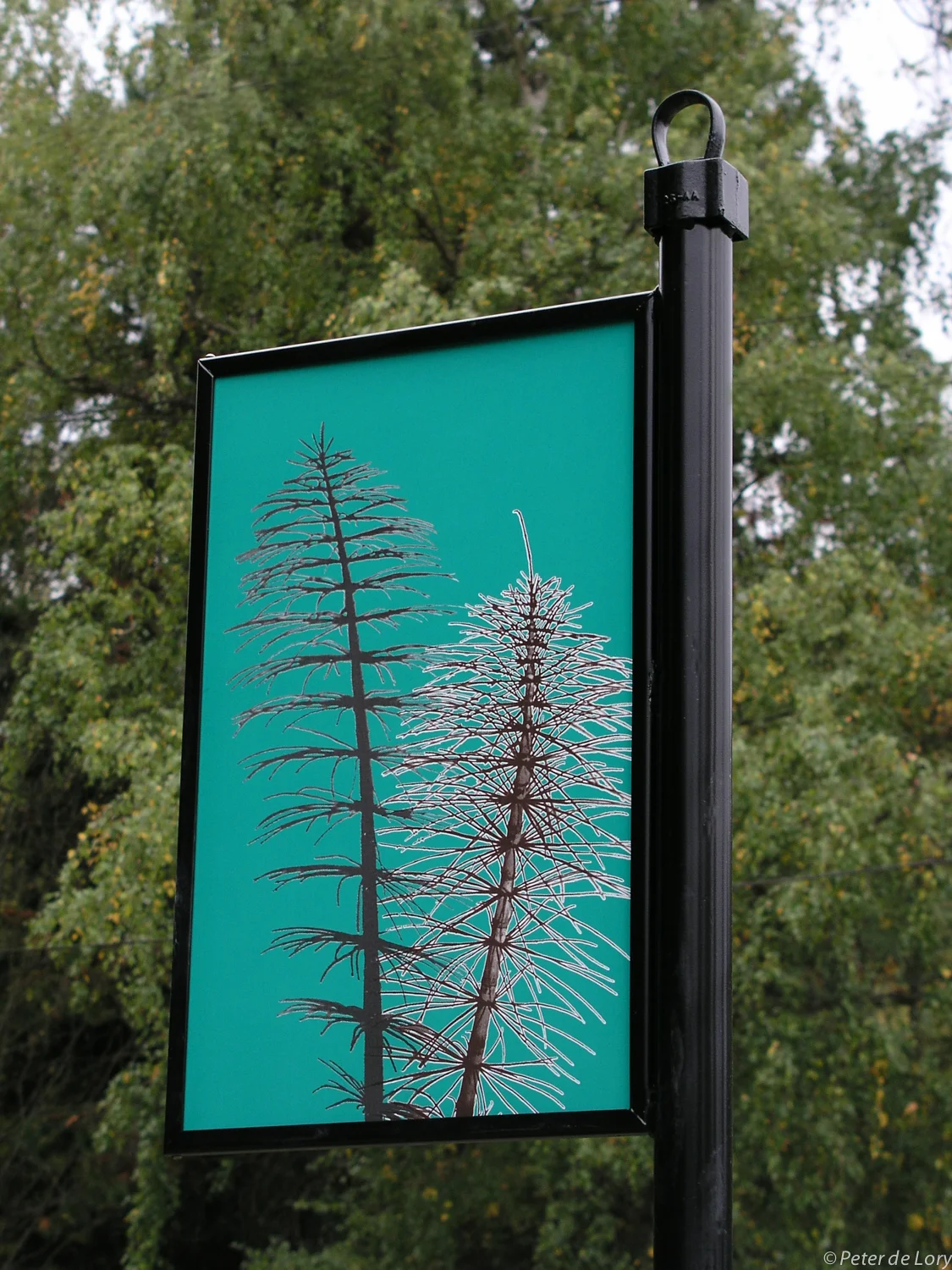 Equisetum, 17"x27", enamel on steel, 2004