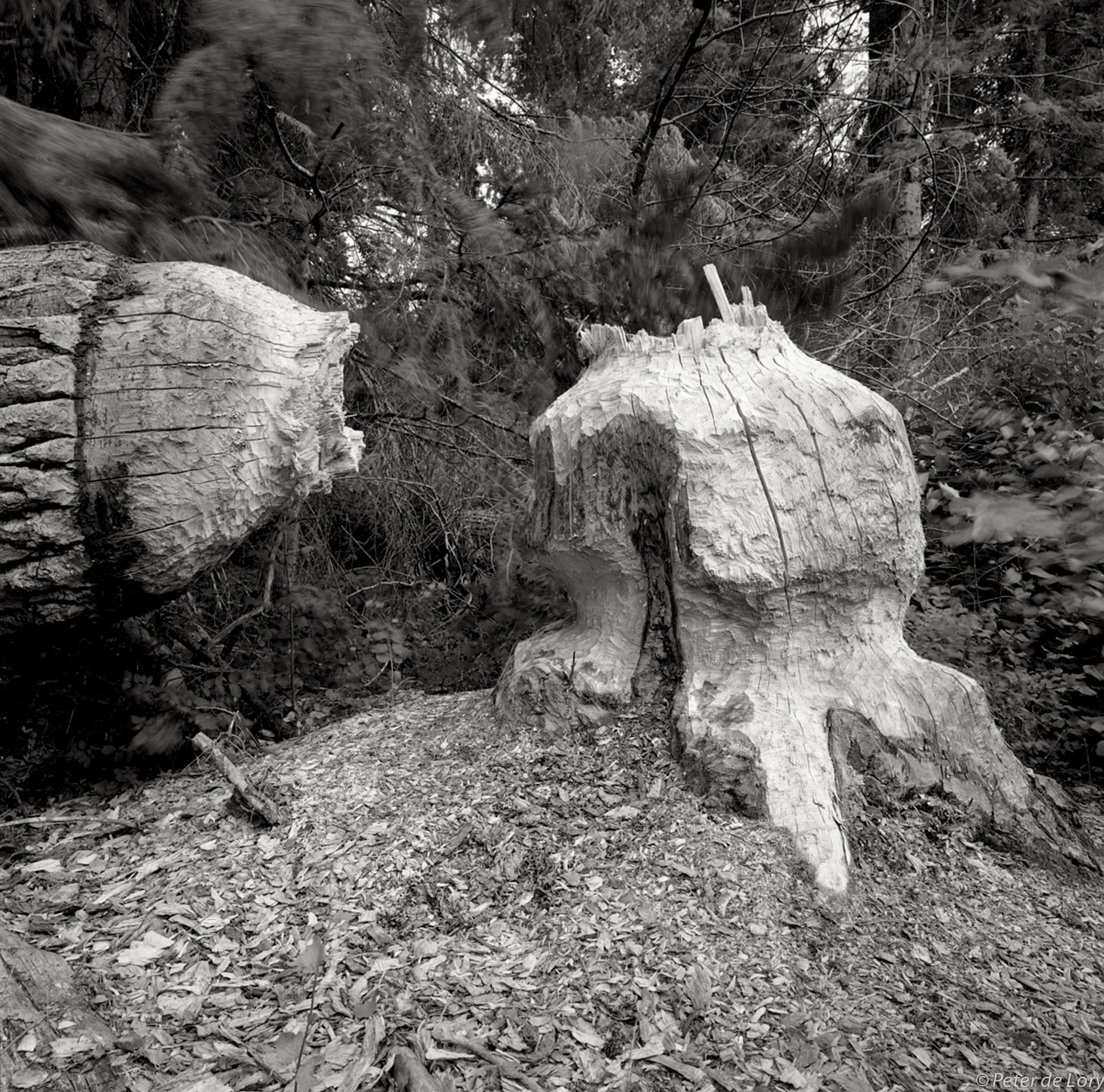 Beaver Works, Taneum Creek, Washington, 2004