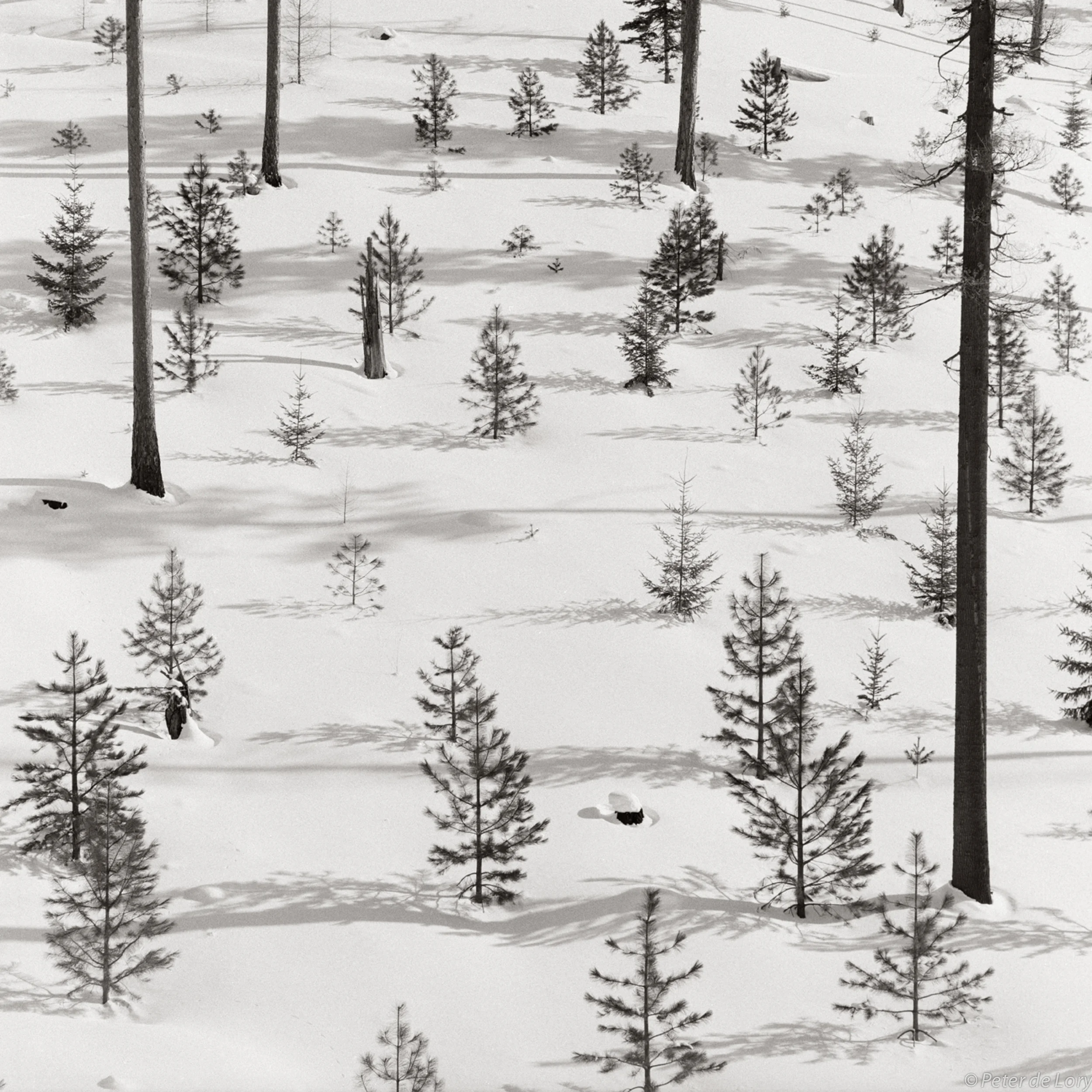 Young Pine Trees, Top of Blewett Pass, 1999