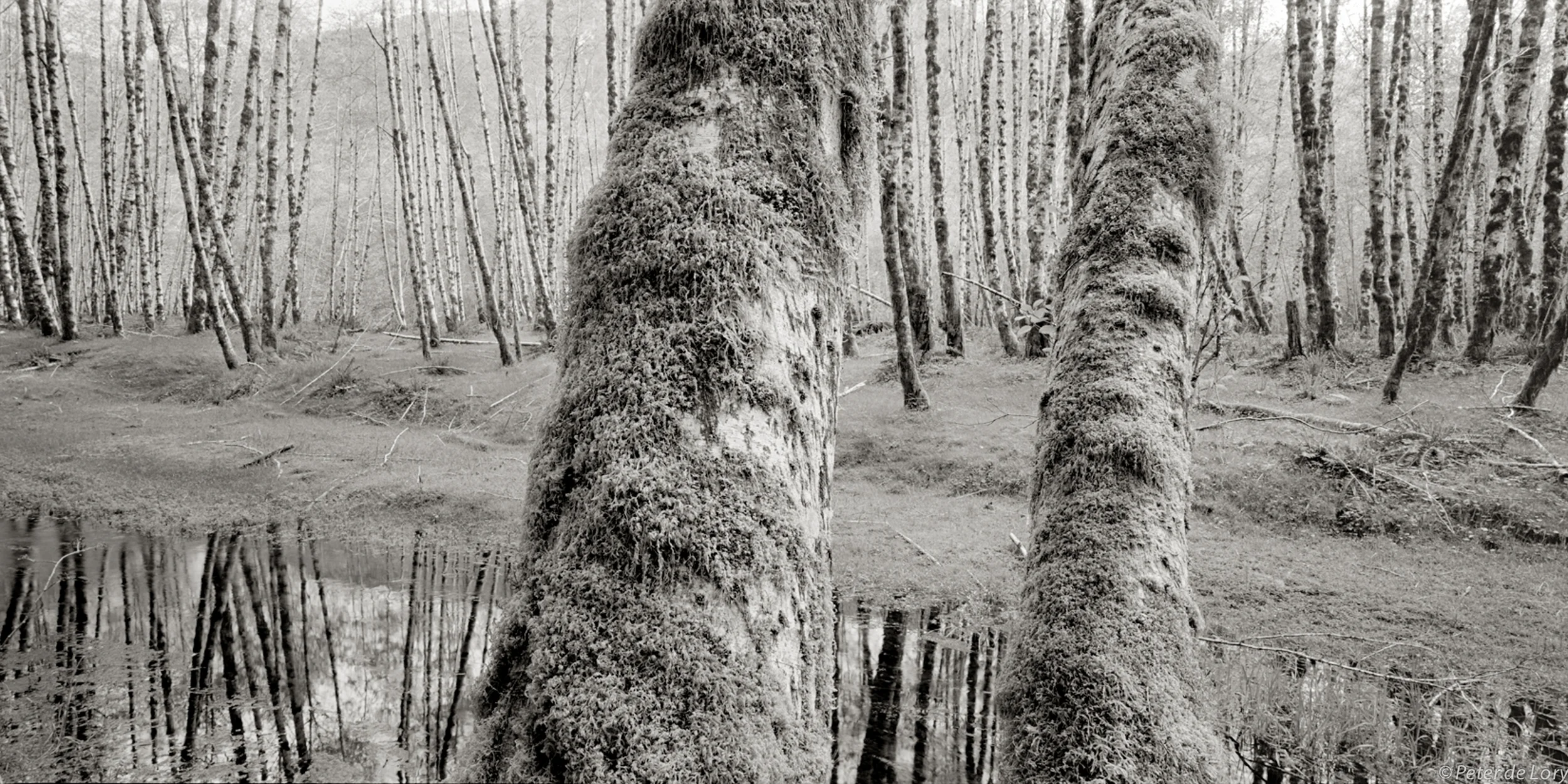 Alder Forest, Forest Floor, Olympic Peninsula, Washington, 1999