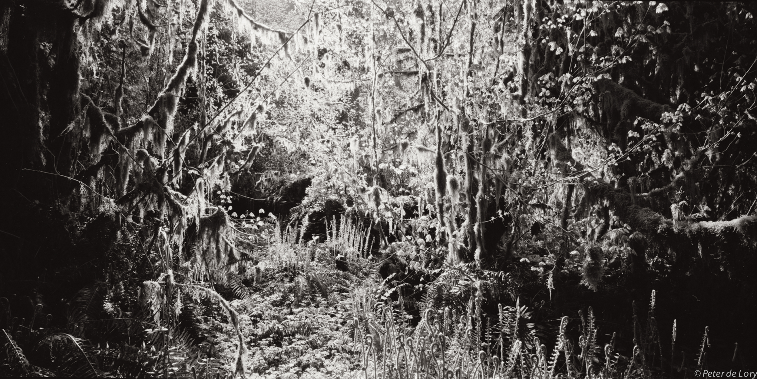 Moss Light, Forest Floor, Olympic Peninsula, Washington, 1999