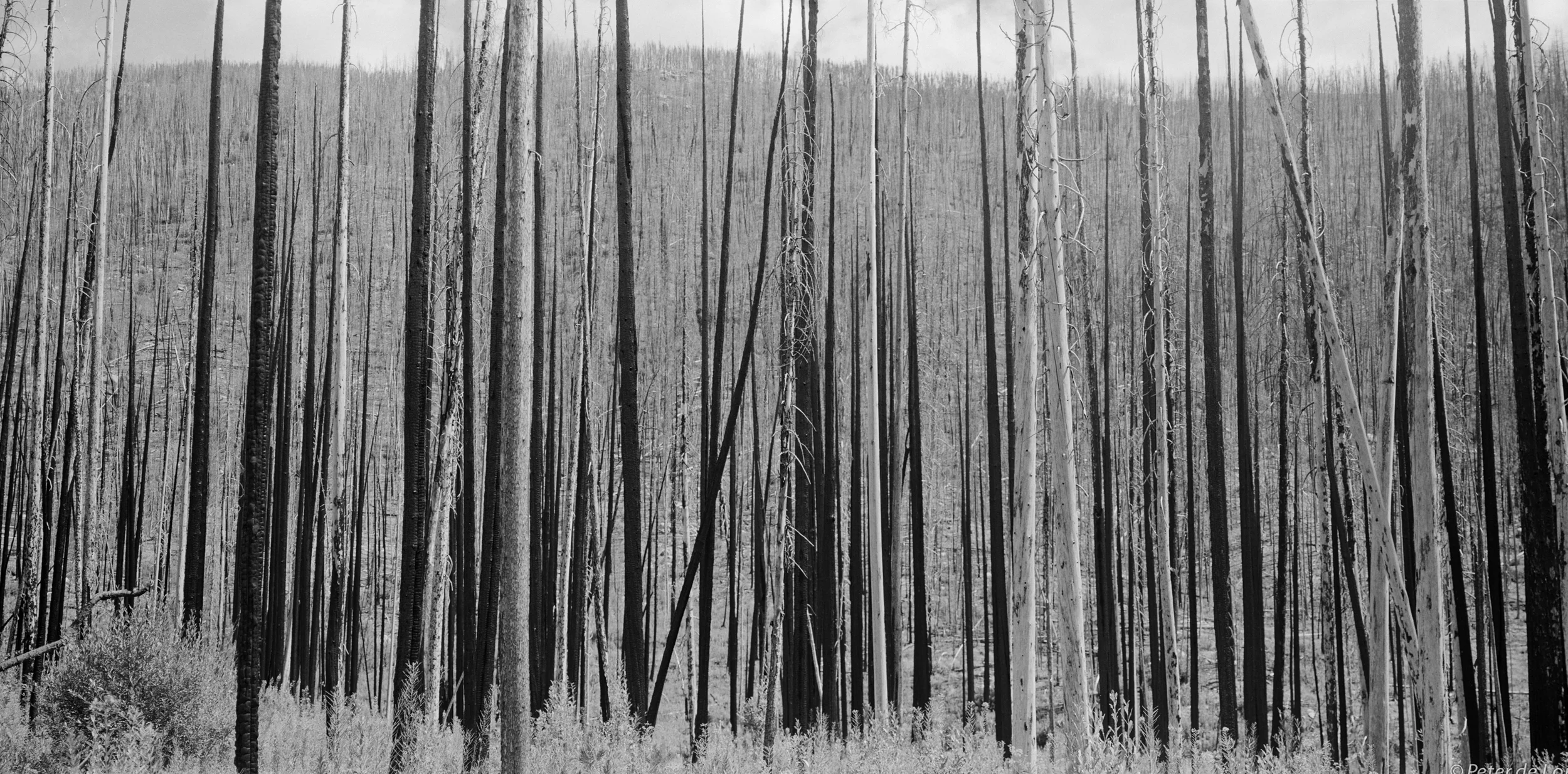 Burnt Trees Stand, Tripod Complex Fire, Northeastern Washington, 2012