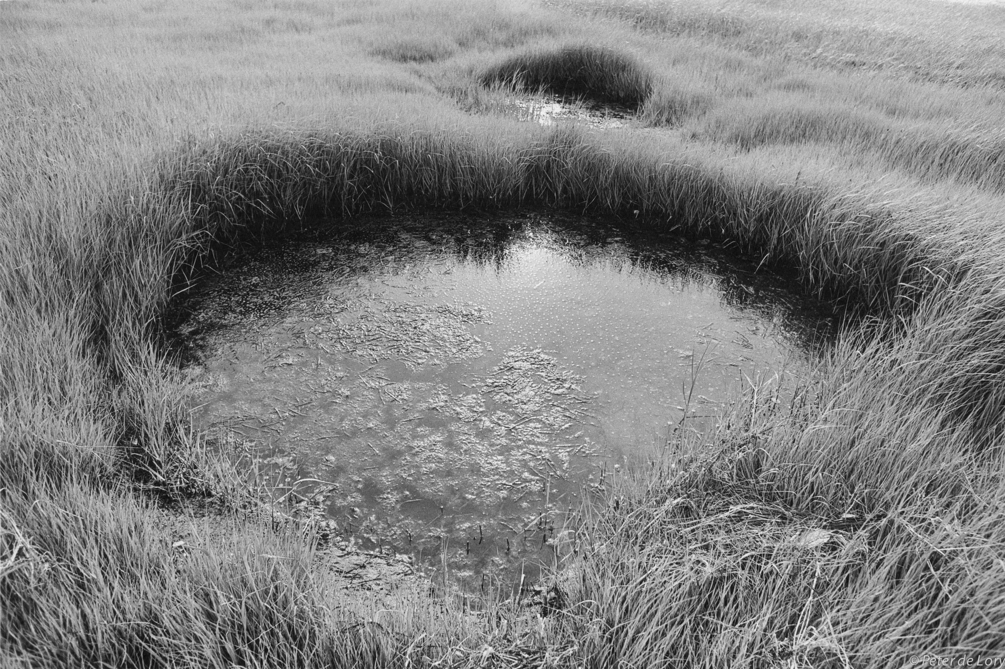 Bog Pool, Rock Harbor Eastham, 1973