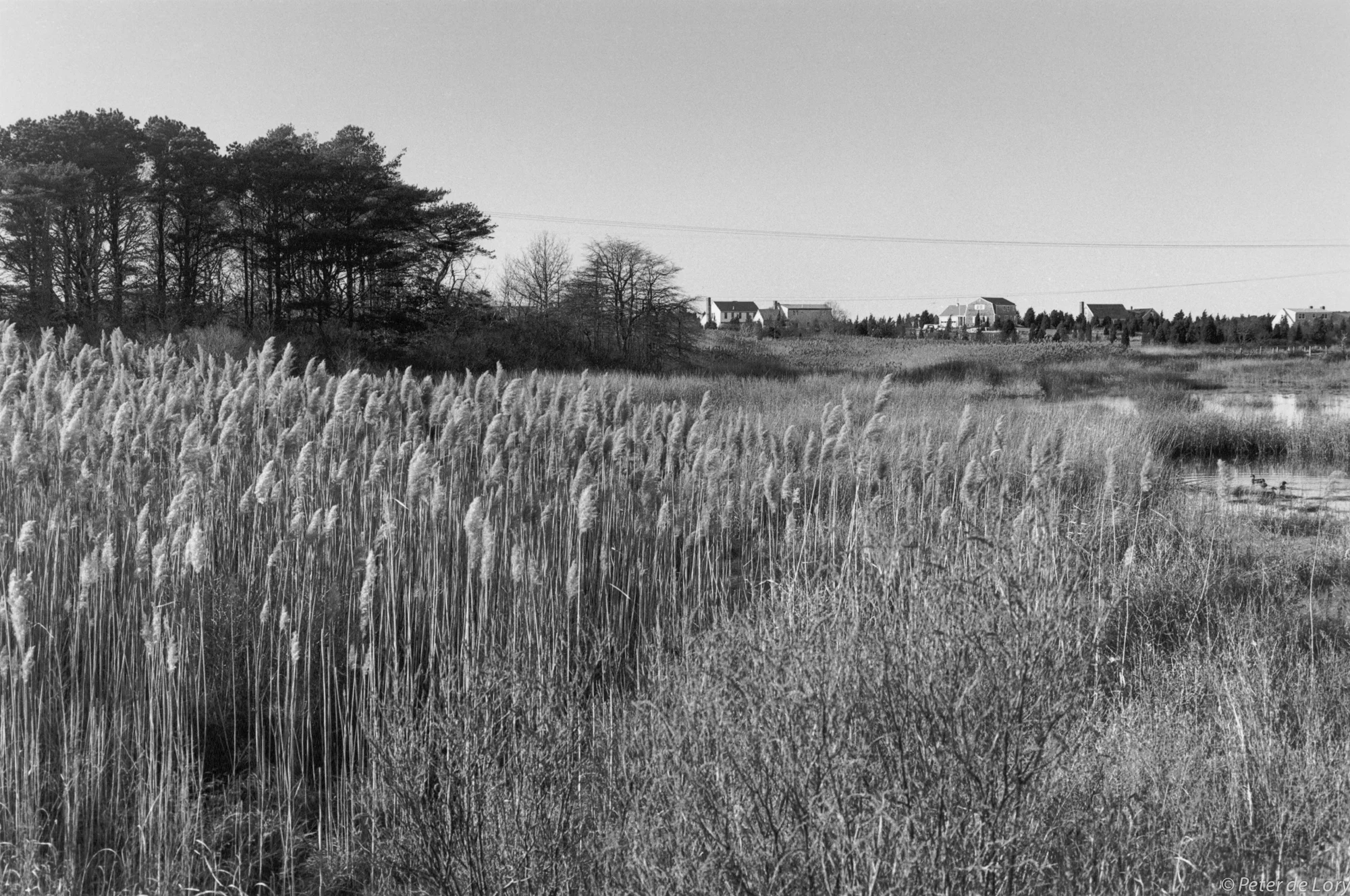Marsh, on the Orleans and Eastham Town Line, 1979