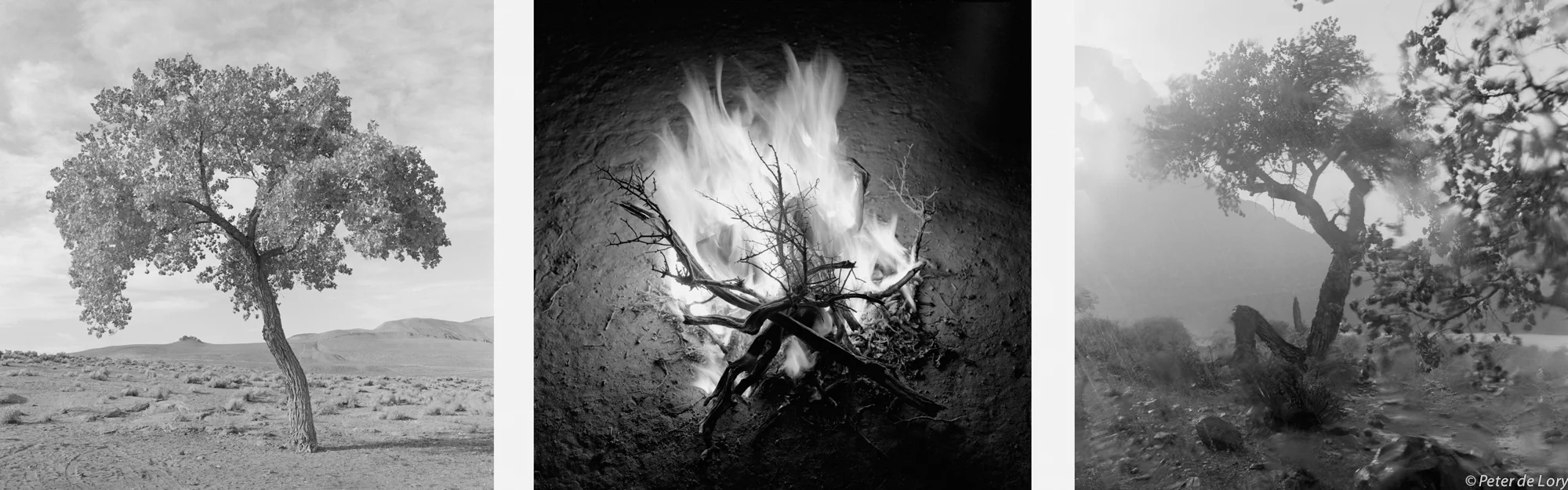 Desert Tree Fire and Rain Lone cottonwood, Pyramid Lake, Nevada - Sage fire, California desert - Cottonwood in the Rain, Utah, 1990