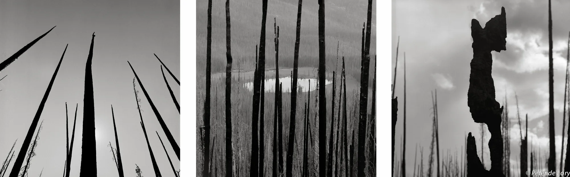 Burnt Trees, Tripod Complex Fire, Northeastern Washington, 2012