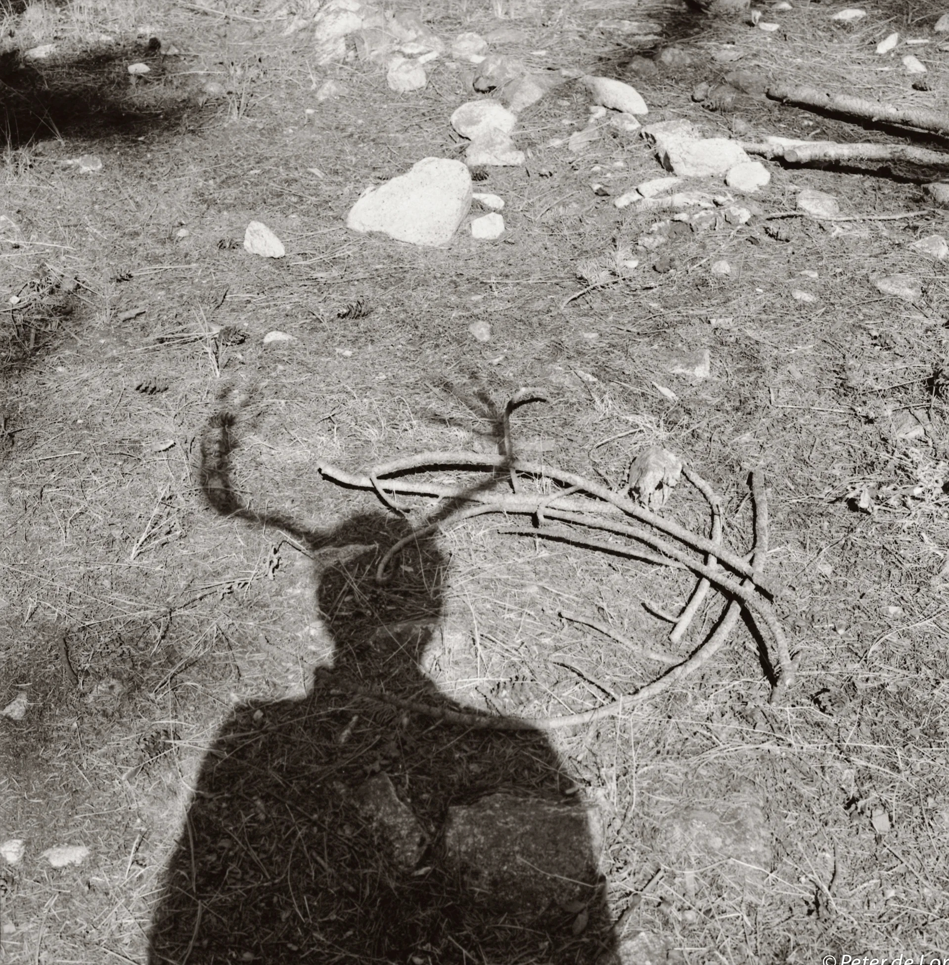 Self Portrait as a Deer, Stehekin, Washington, 1996