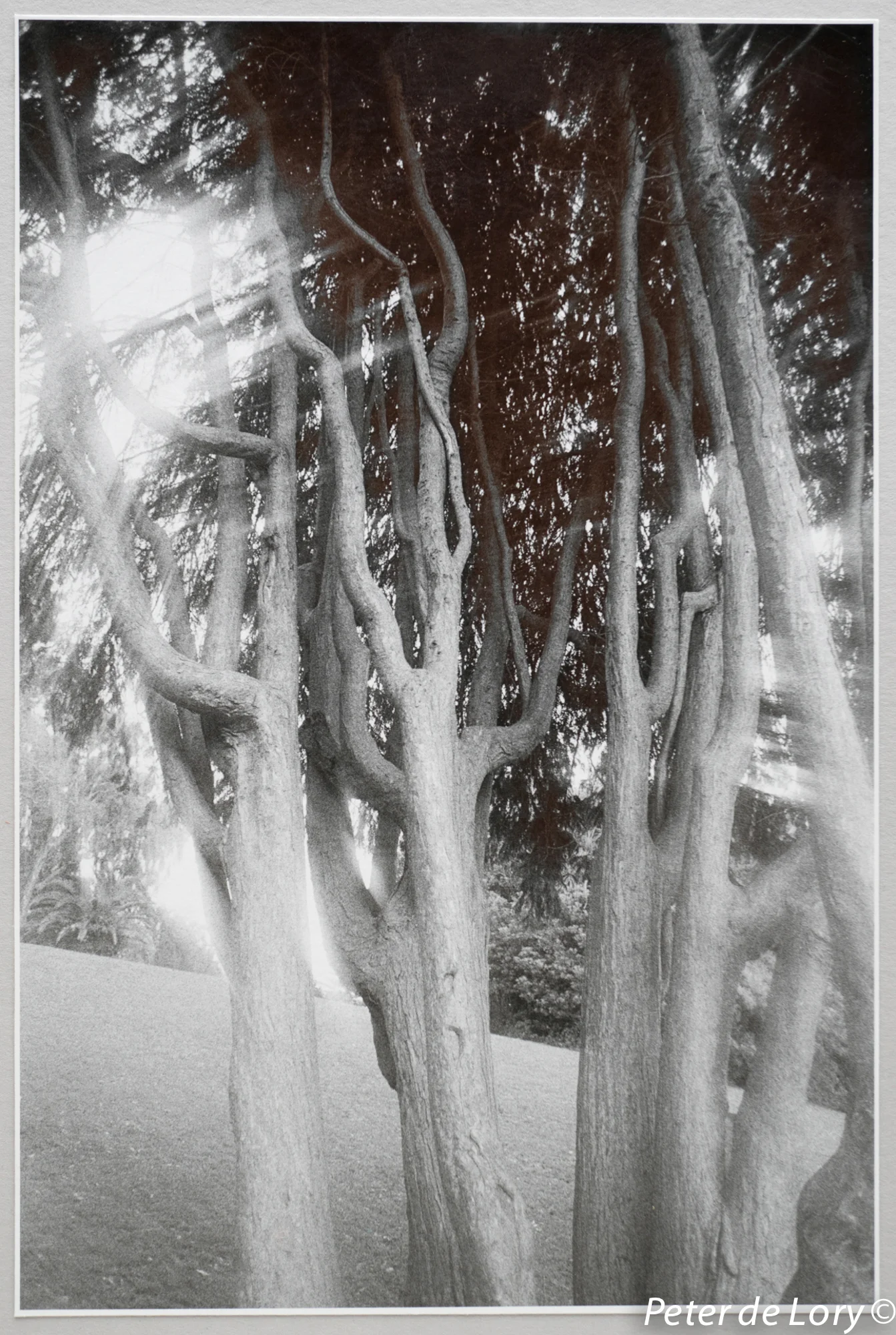 Lafayette Park, The Mansions Series, 1971