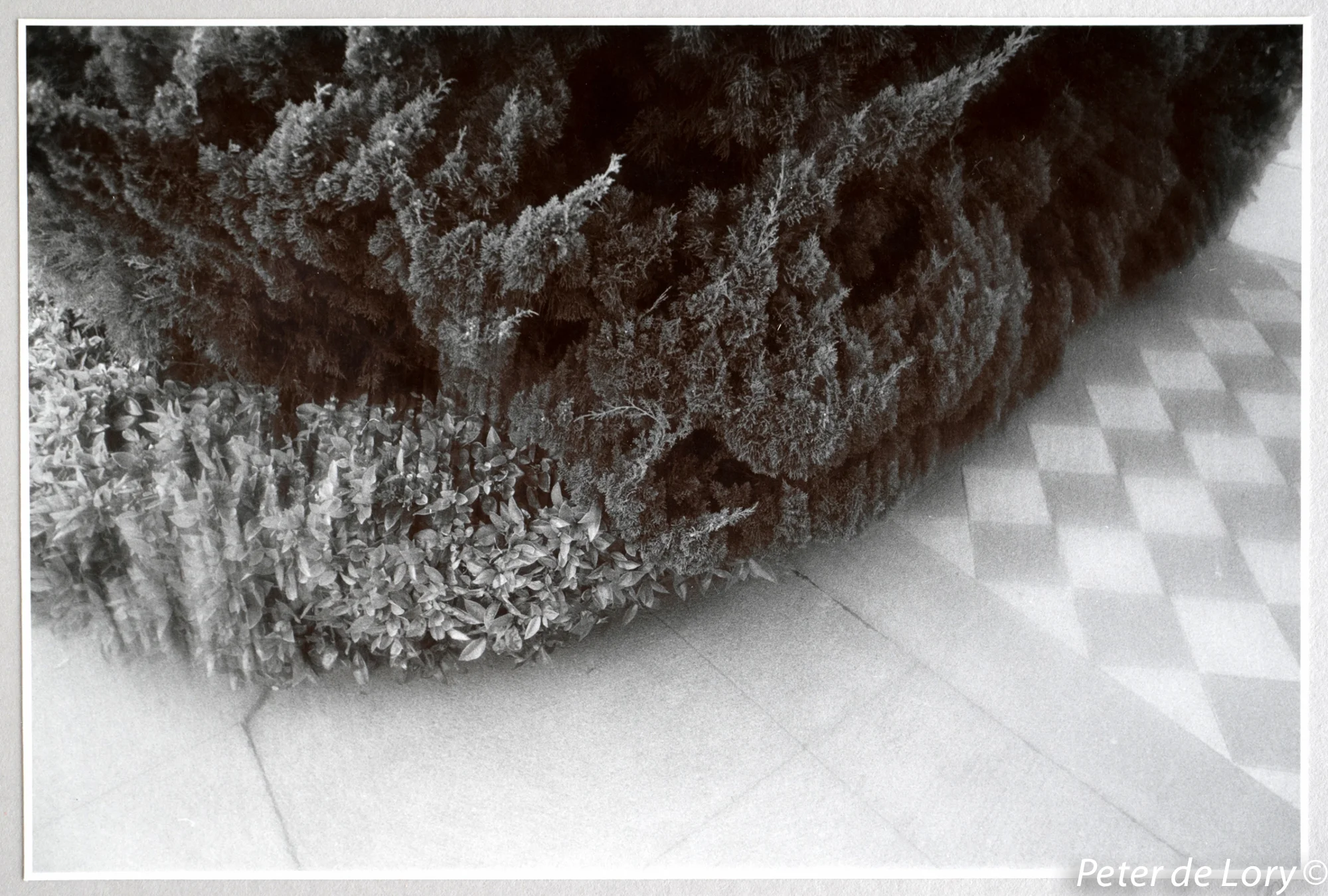 Landscaping detail, The Mansions Series, 1971