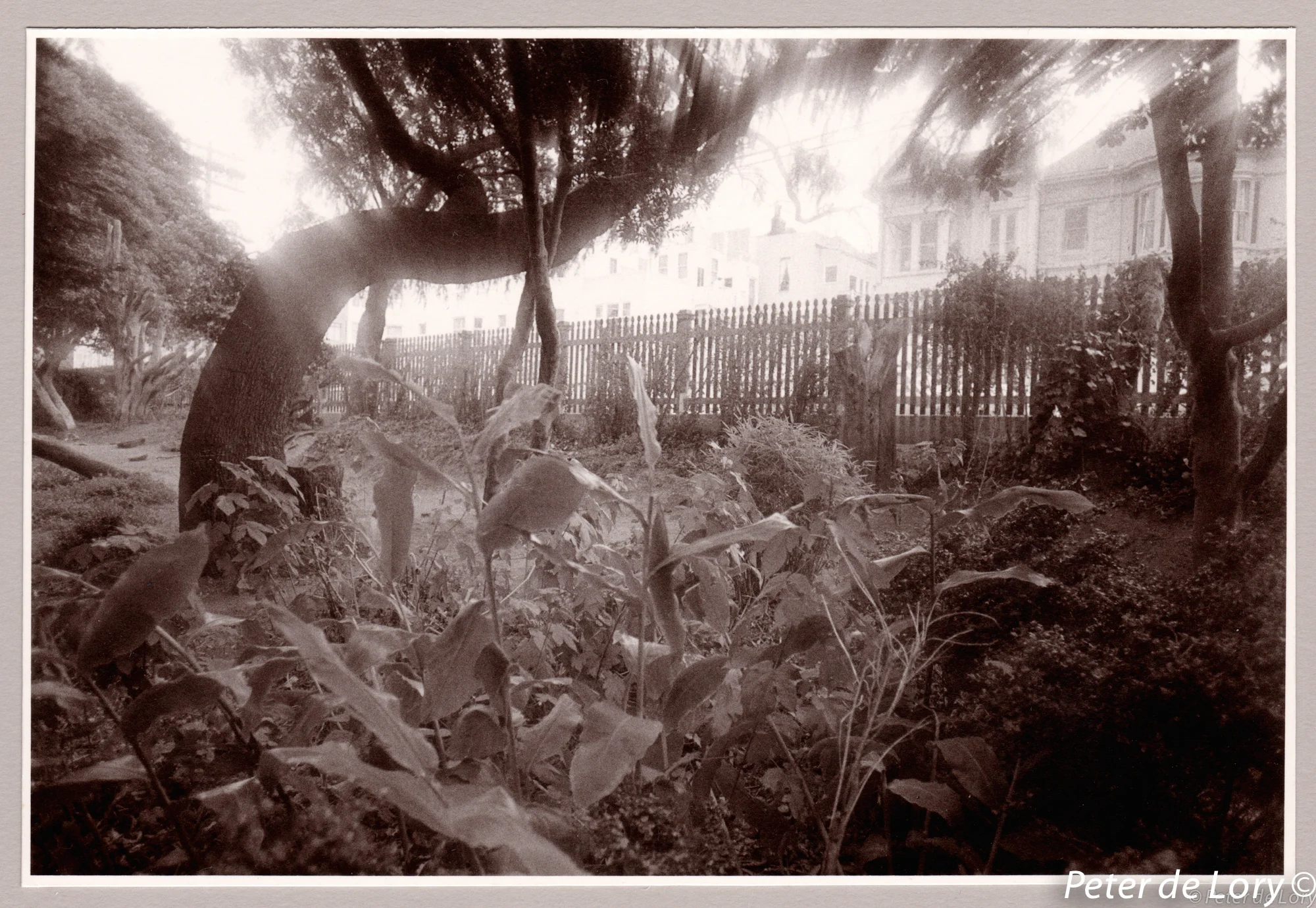 The backyard grounds of Octagon House, Green St., The Mansions Series, 1971