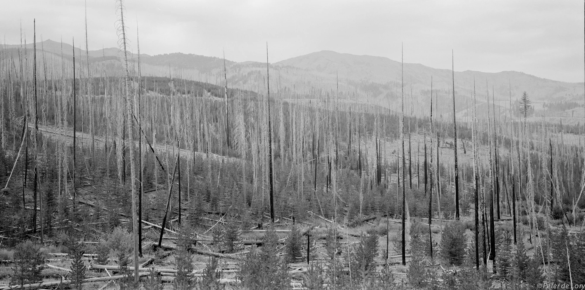 New Forest, Idaho, 2009