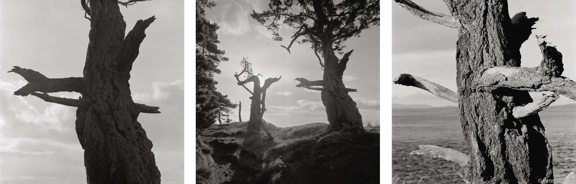 Twisted Tress, Shark Reef, Lopez Island, WA, 2012