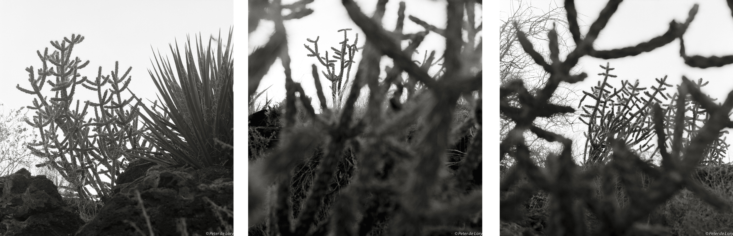 Cactus Maze, Valley of Fire, NM, 1995