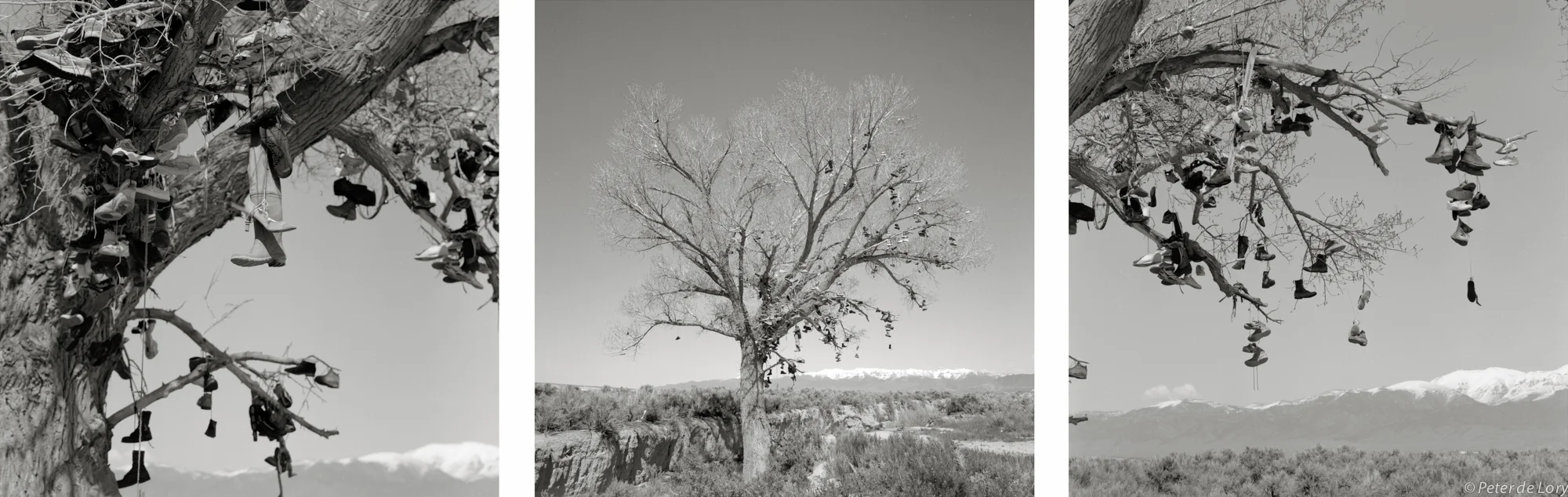 Boot Tree Rt. 50, NV, 1987