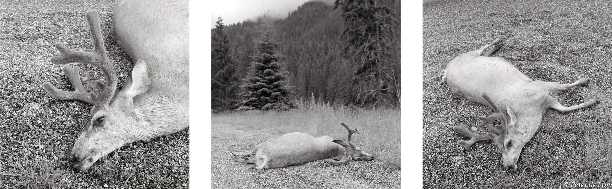 Early Morning Deer on the road, Route 16 Lola Pass, Idaho, 2005