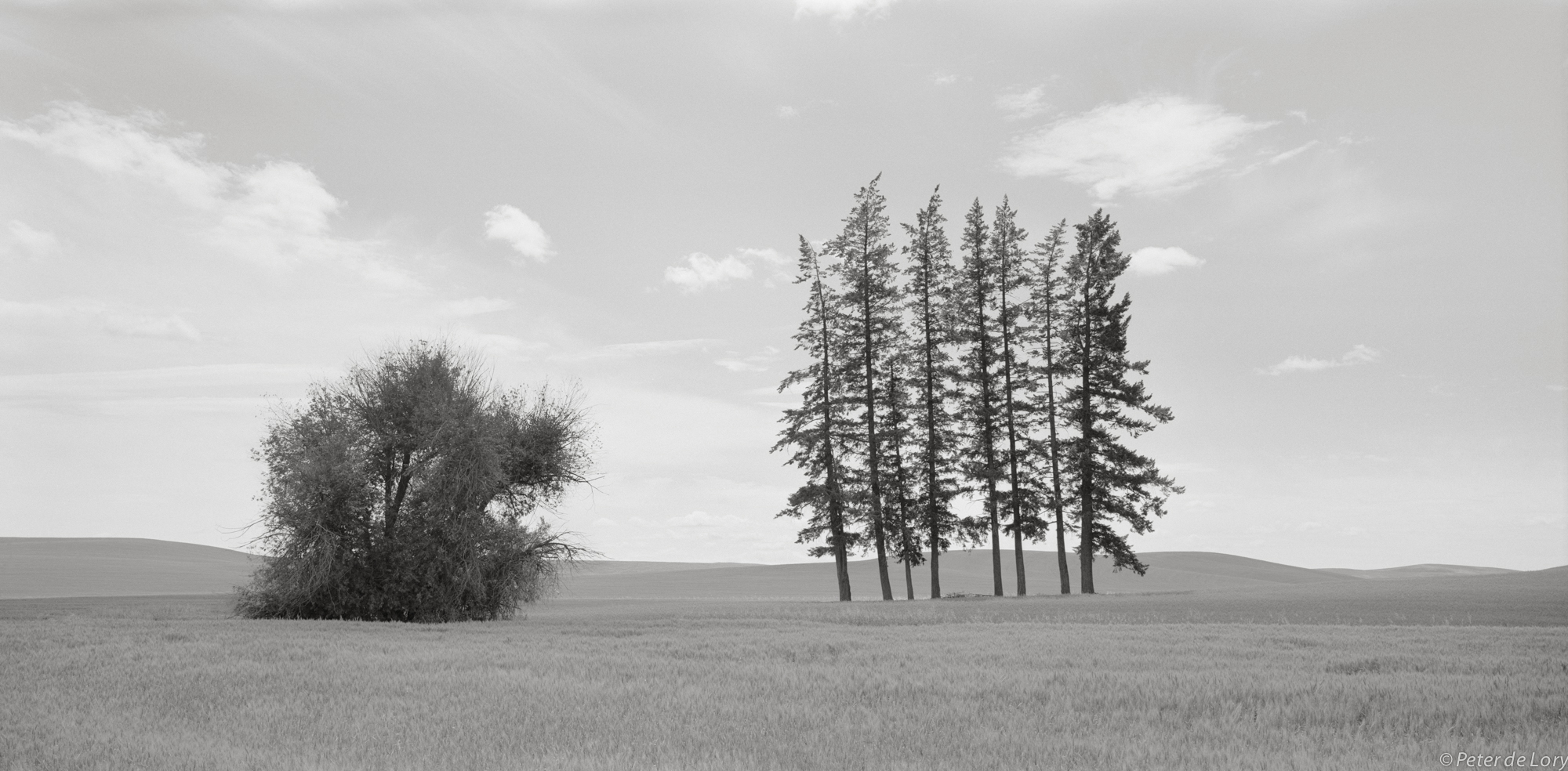 Homestead Site, The Palouse, WA, 2004