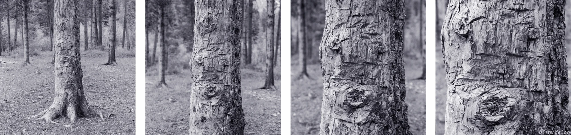Sad Tree, "Johnny put that Hatchet away", MT, 1999