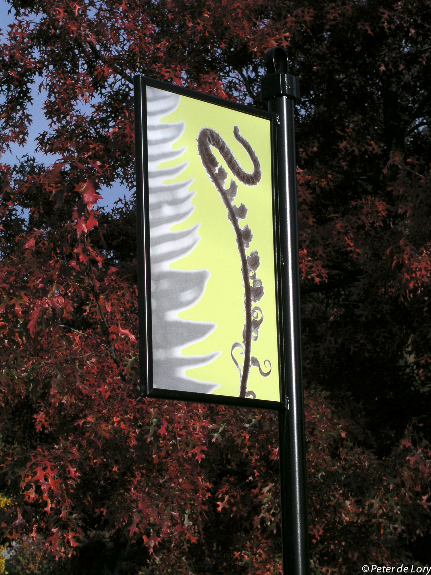Fern, 17"x27", enamel on steel, 2004