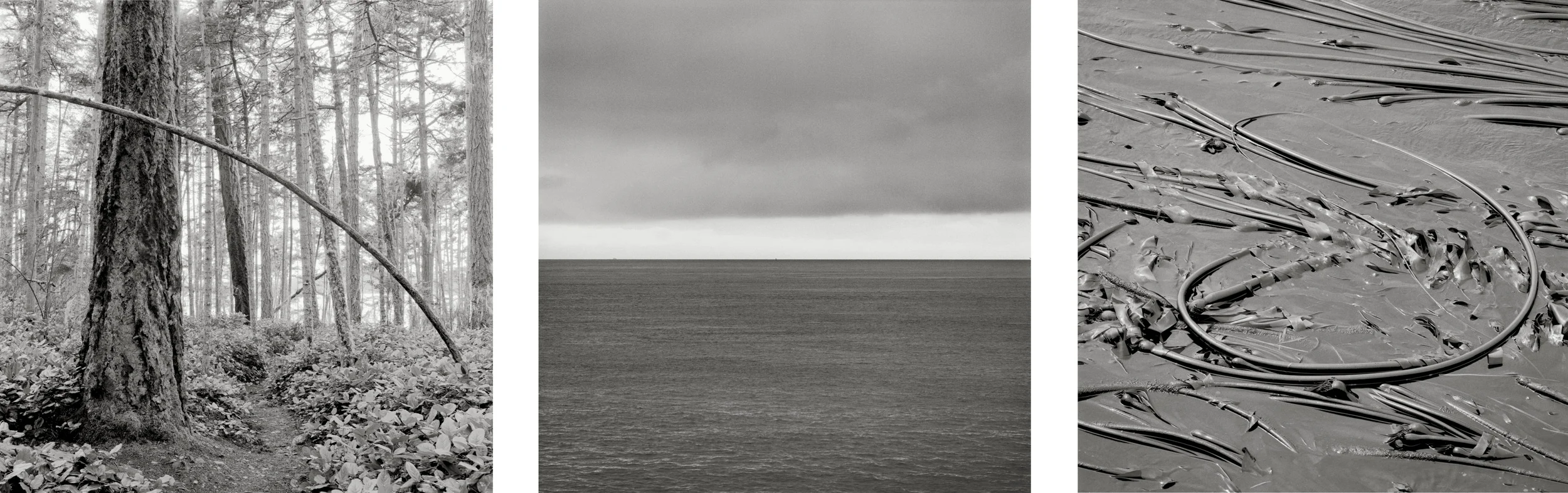 Shark Reef Saunter, Lopez Island, Silver Gelatin Photographs