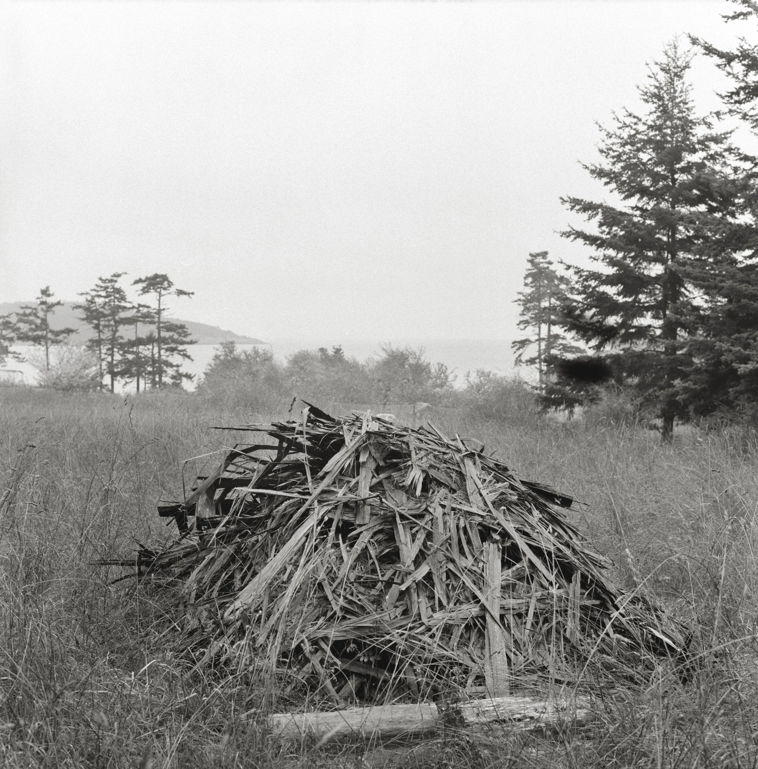 Cedar Bark from Carving , Lopez Island