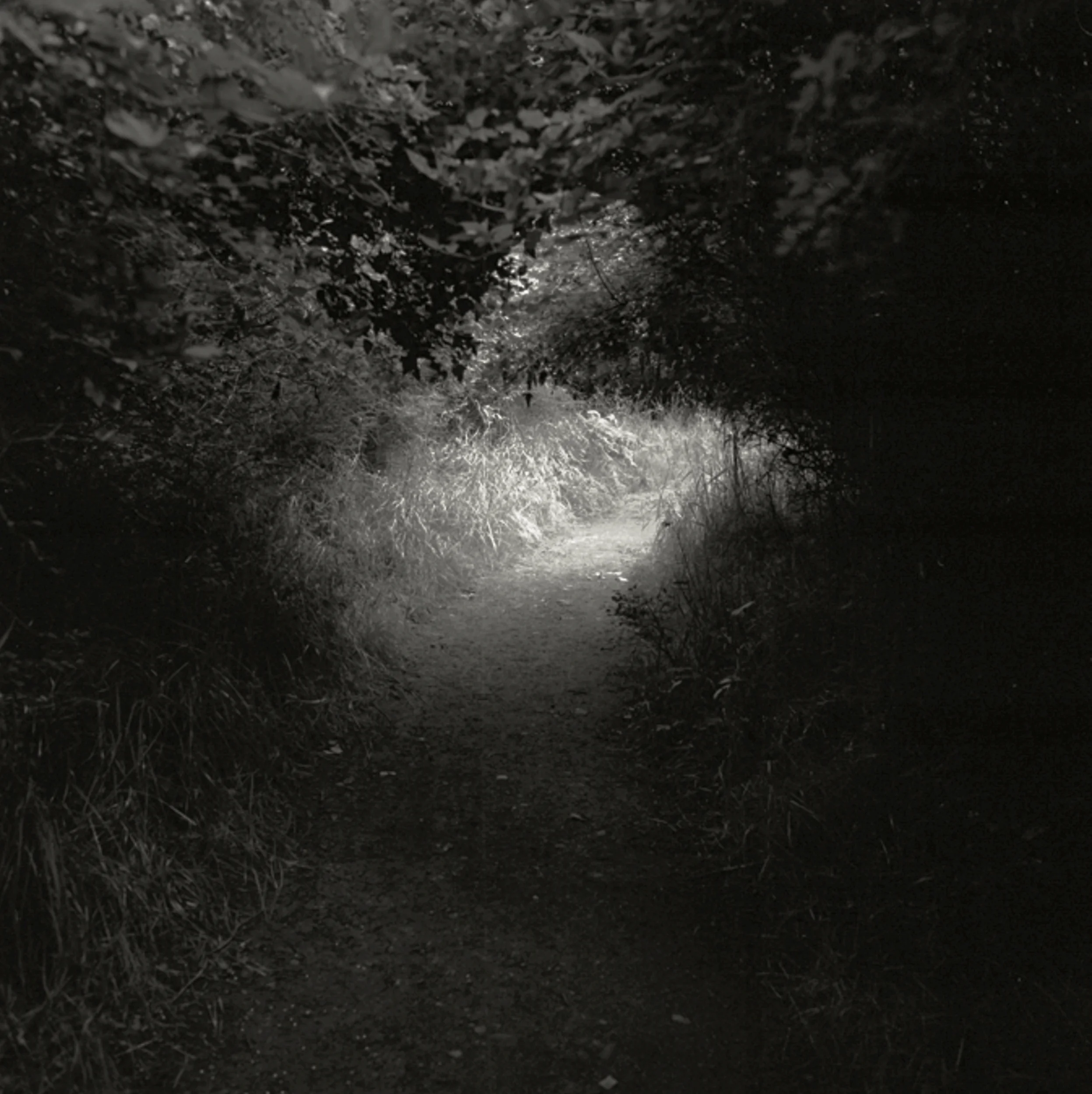 Path Light, Watmough Preserve Lopez Island, Silver Gelatin Photograph