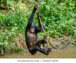 	Could Tree-Hanging Apes walk before Hominids?