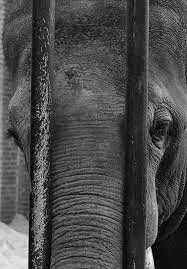 Animals Deserve More 