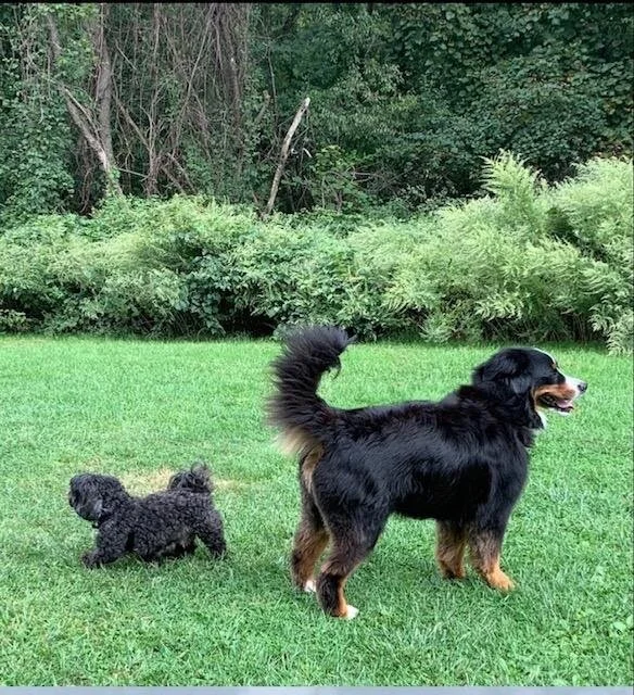 The Pro’s and Con’s of Dog Parks