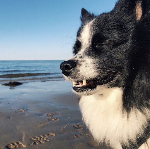 Is America Running Out of Dogs?