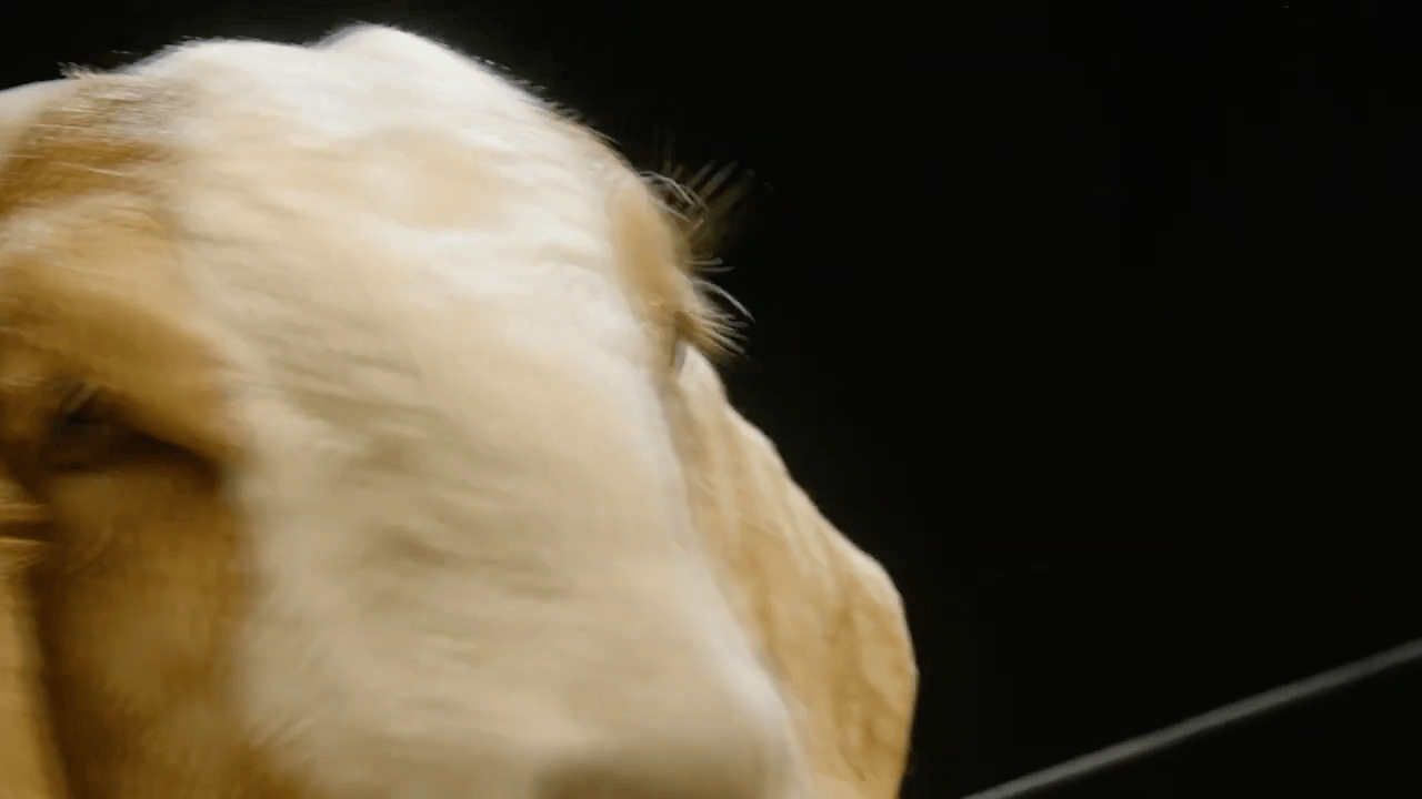 G.O.A.T. Bracket Case Study _ Capital One.gif