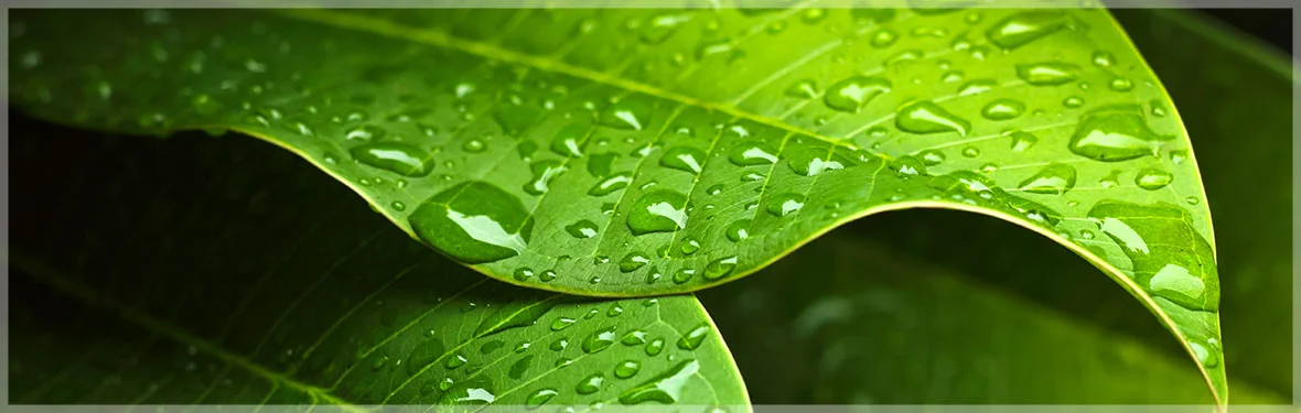 banner1.jpg