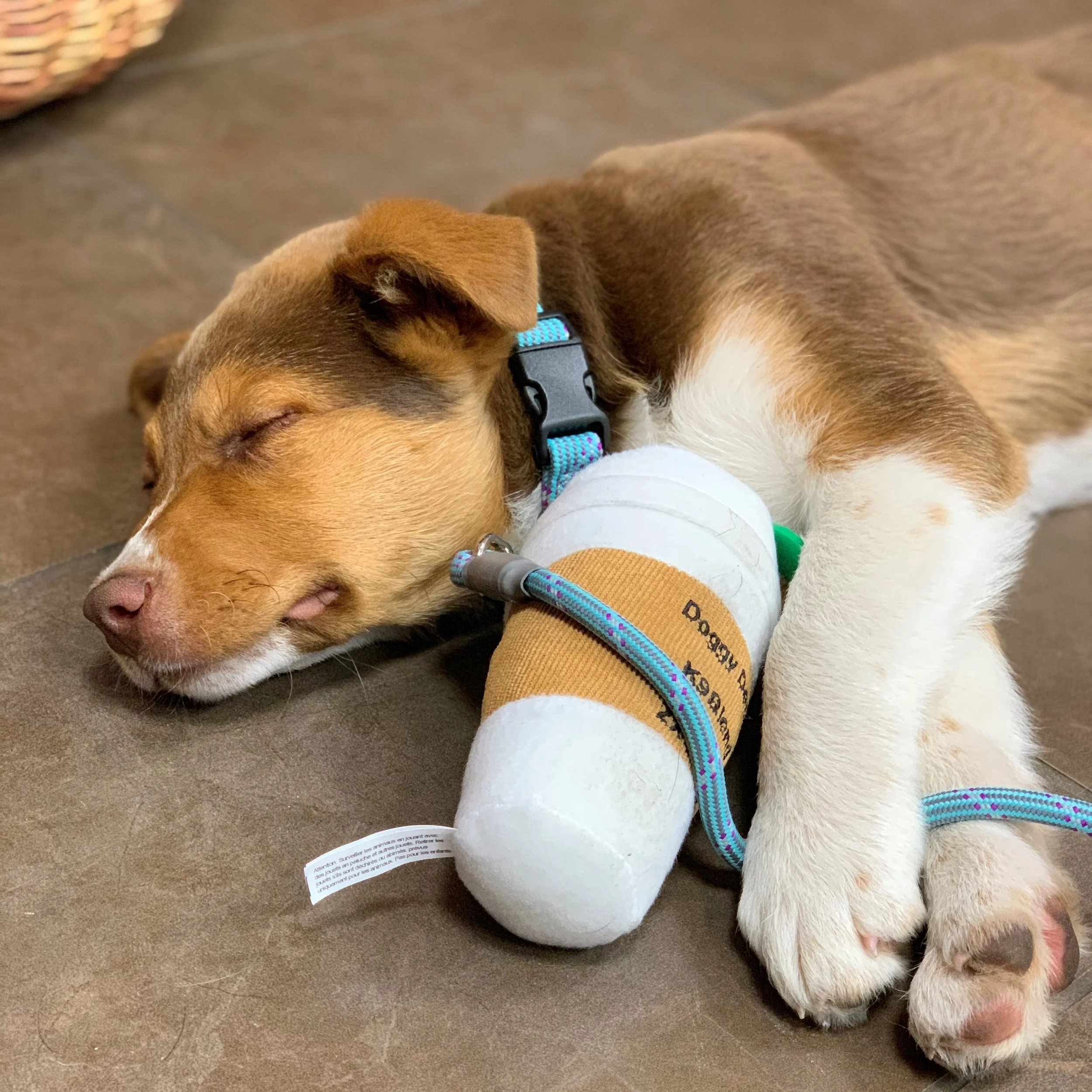 He lasted all of 5 minutes before falling asleep on the cool ground with his new toy