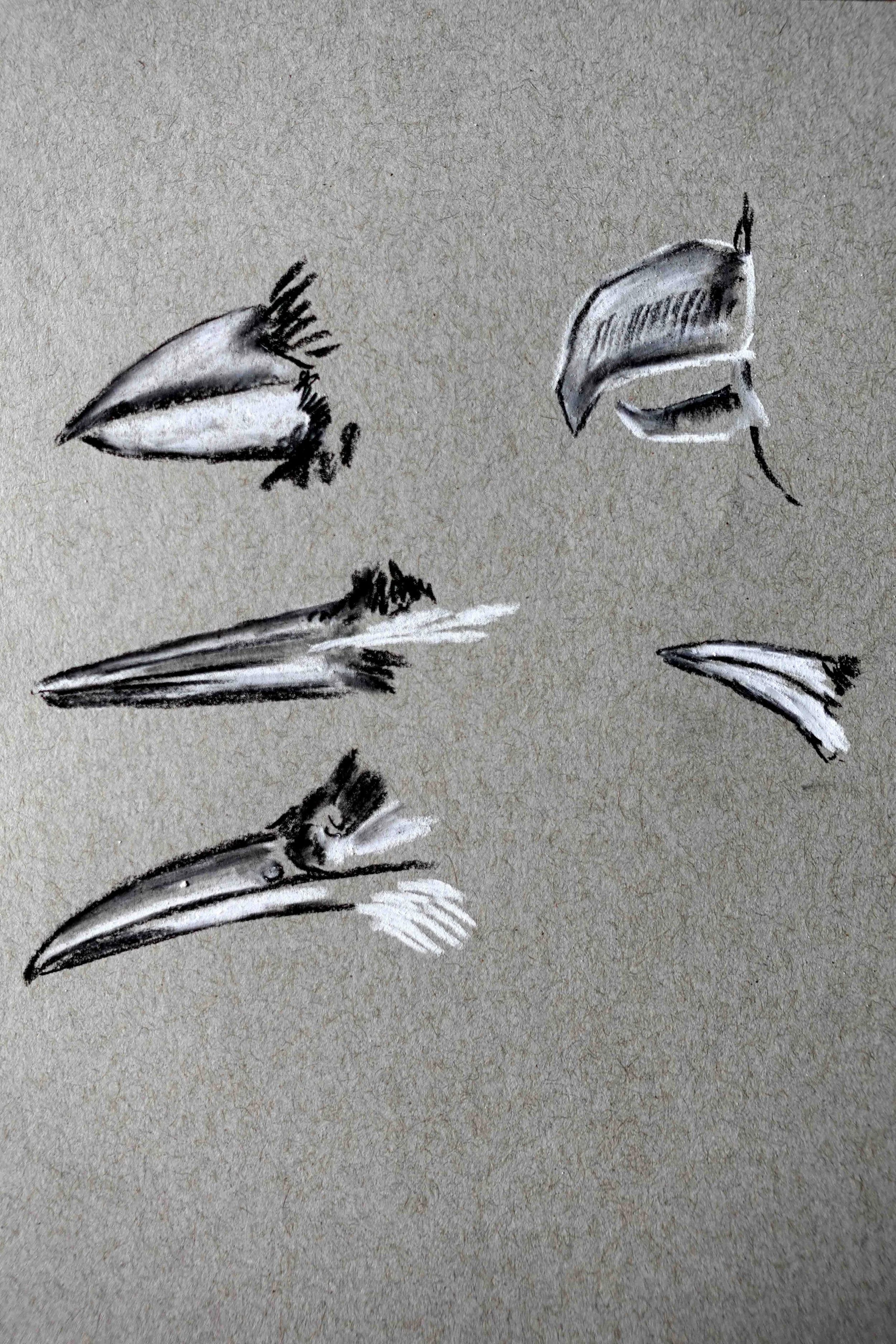 Edit1 beak.jpg