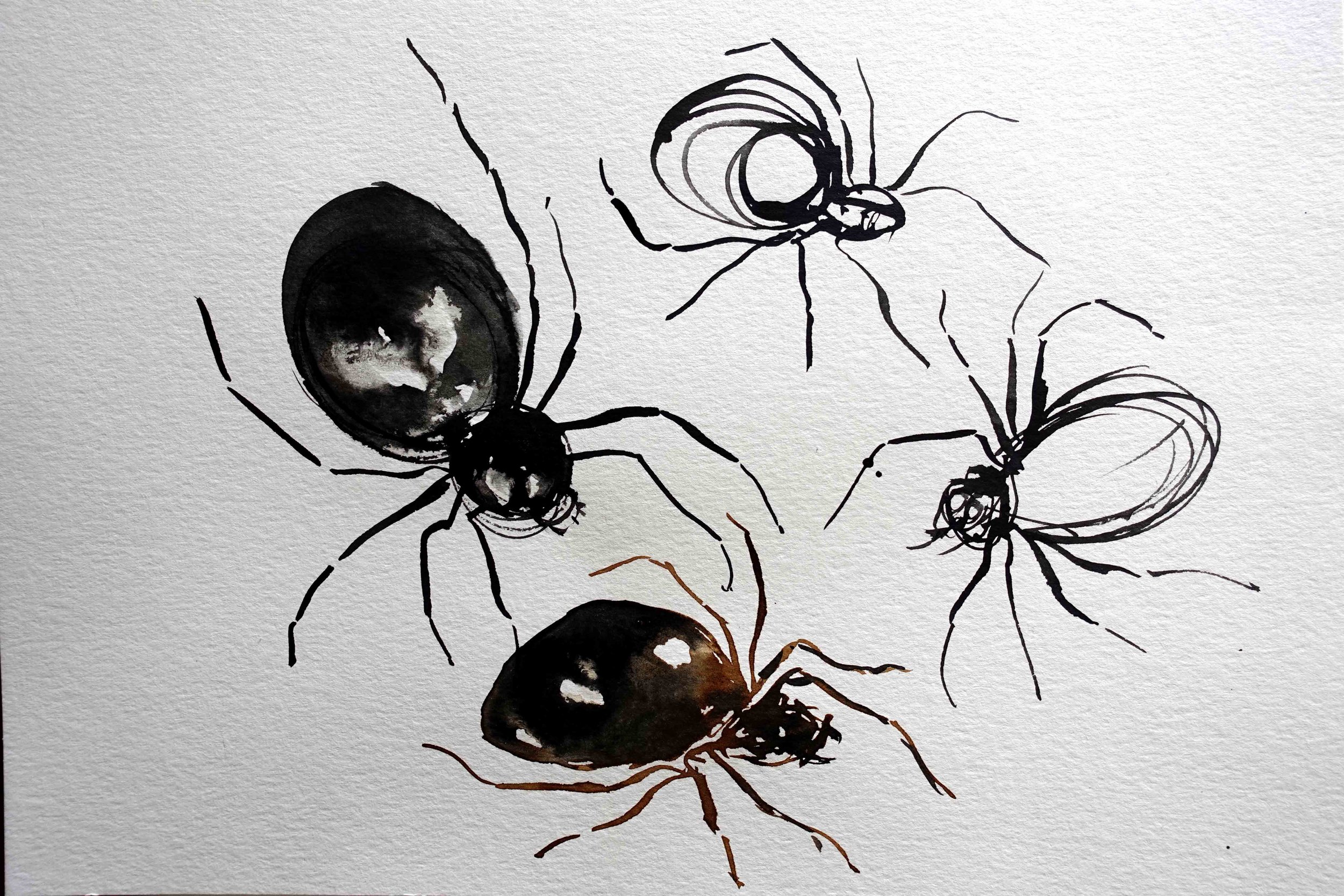 Spiders 1.jpg