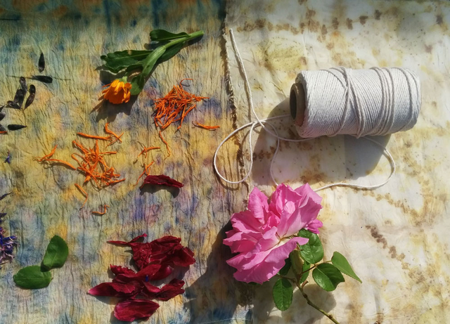 Botanical Bundle Dyes Workshop (AM) / Botanical Painting and Drawing workshop (PM)