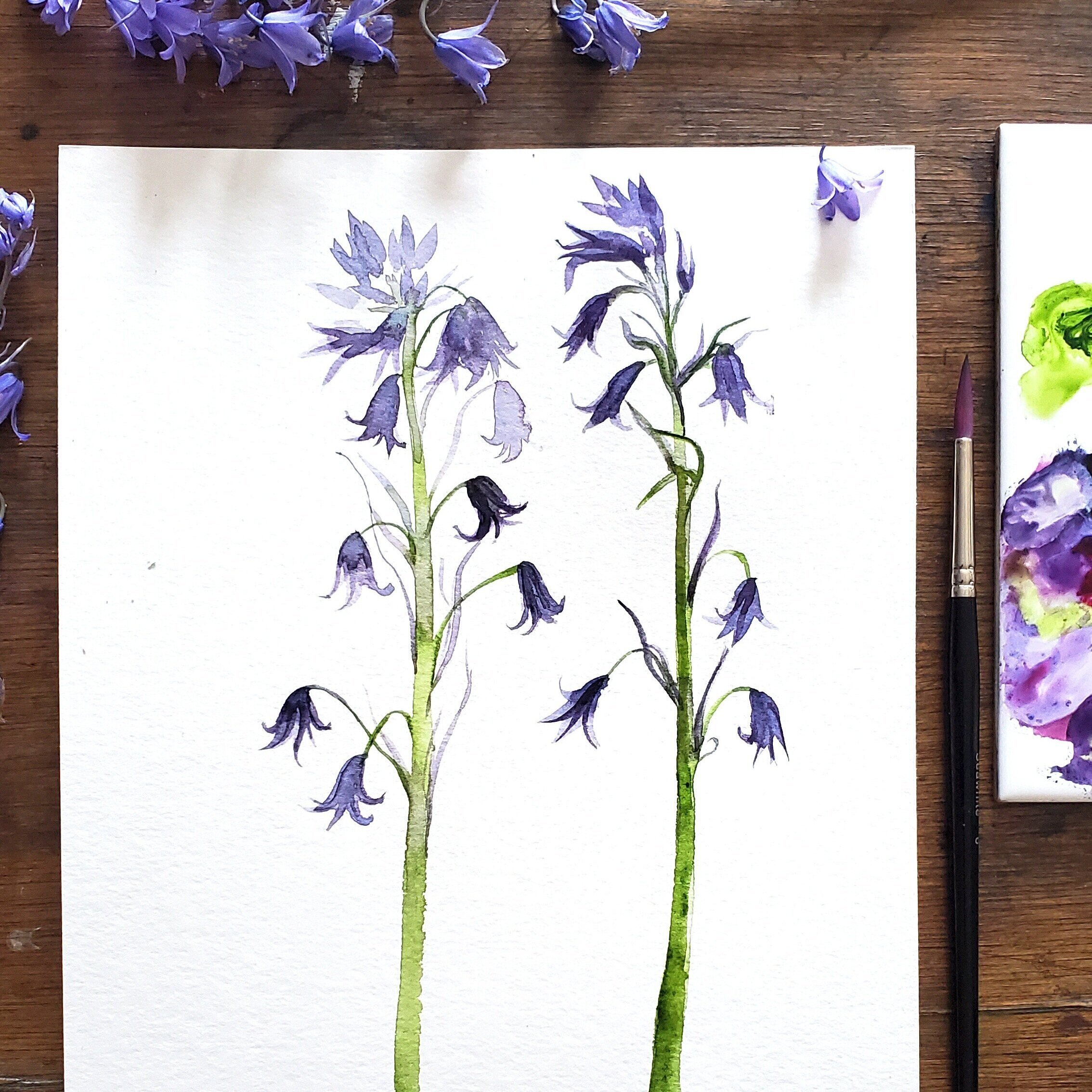 bluebell+edit.jpg