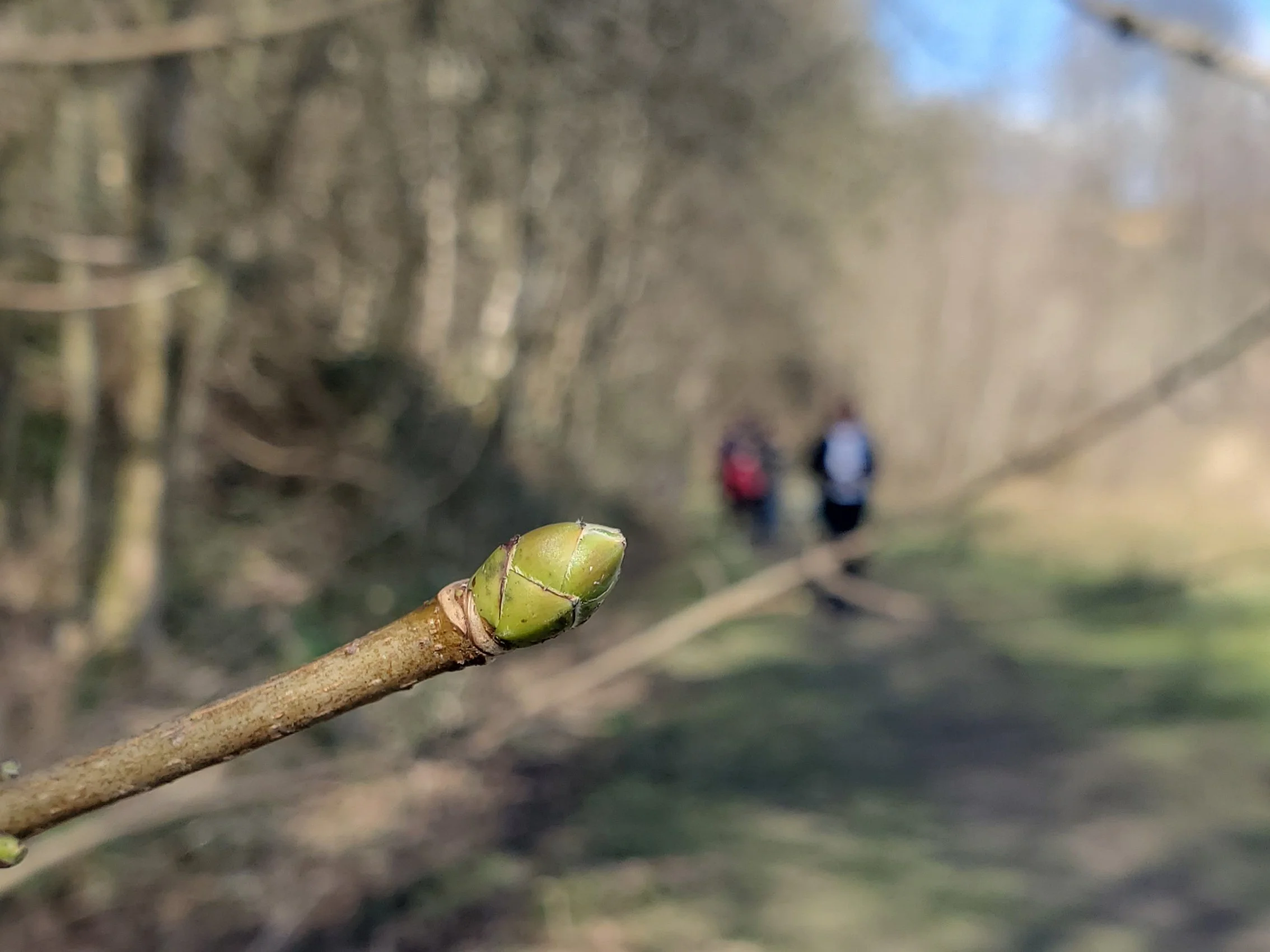 Spring Buckland.jpg