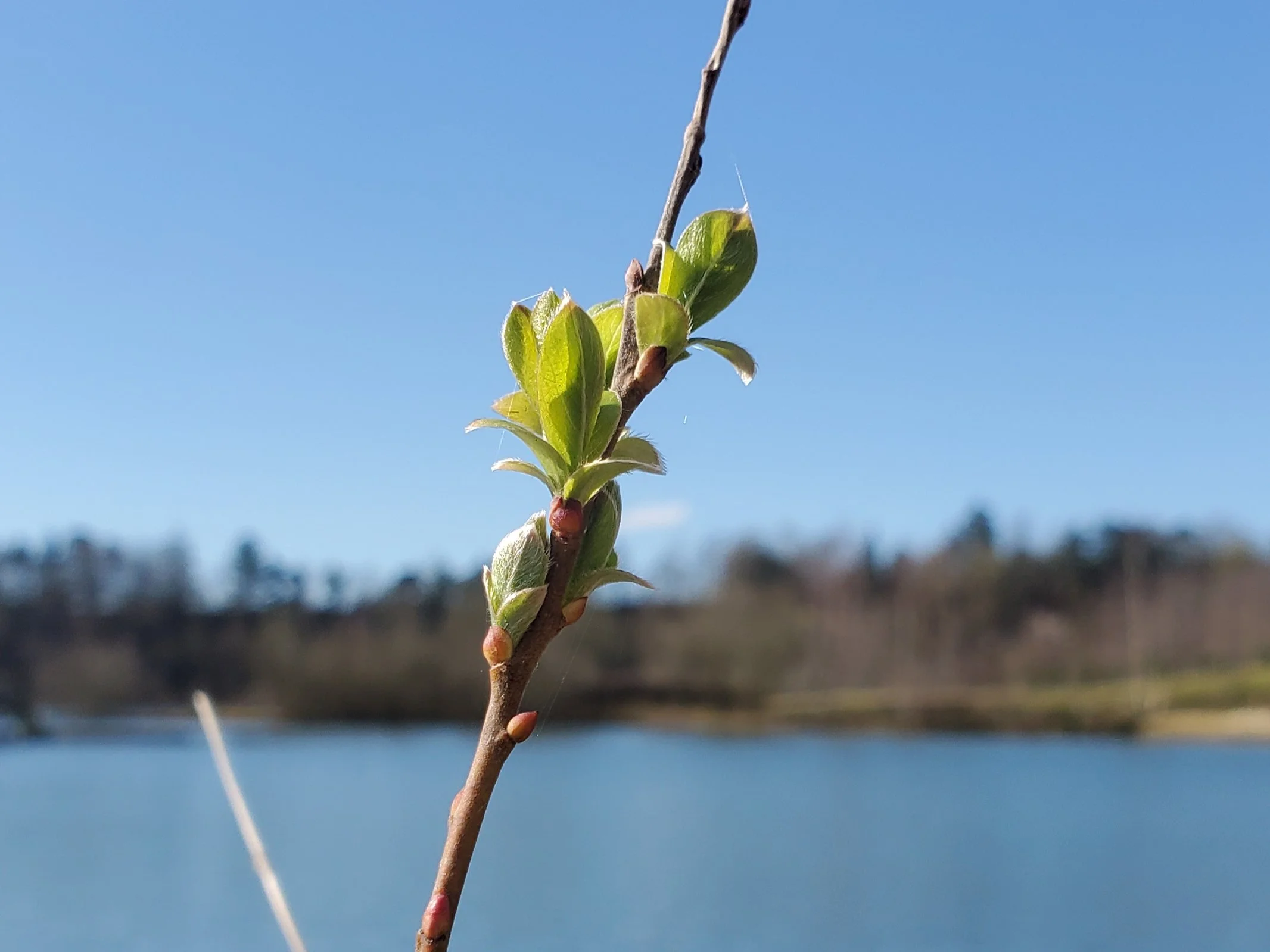 Spring Buckland 2.jpg